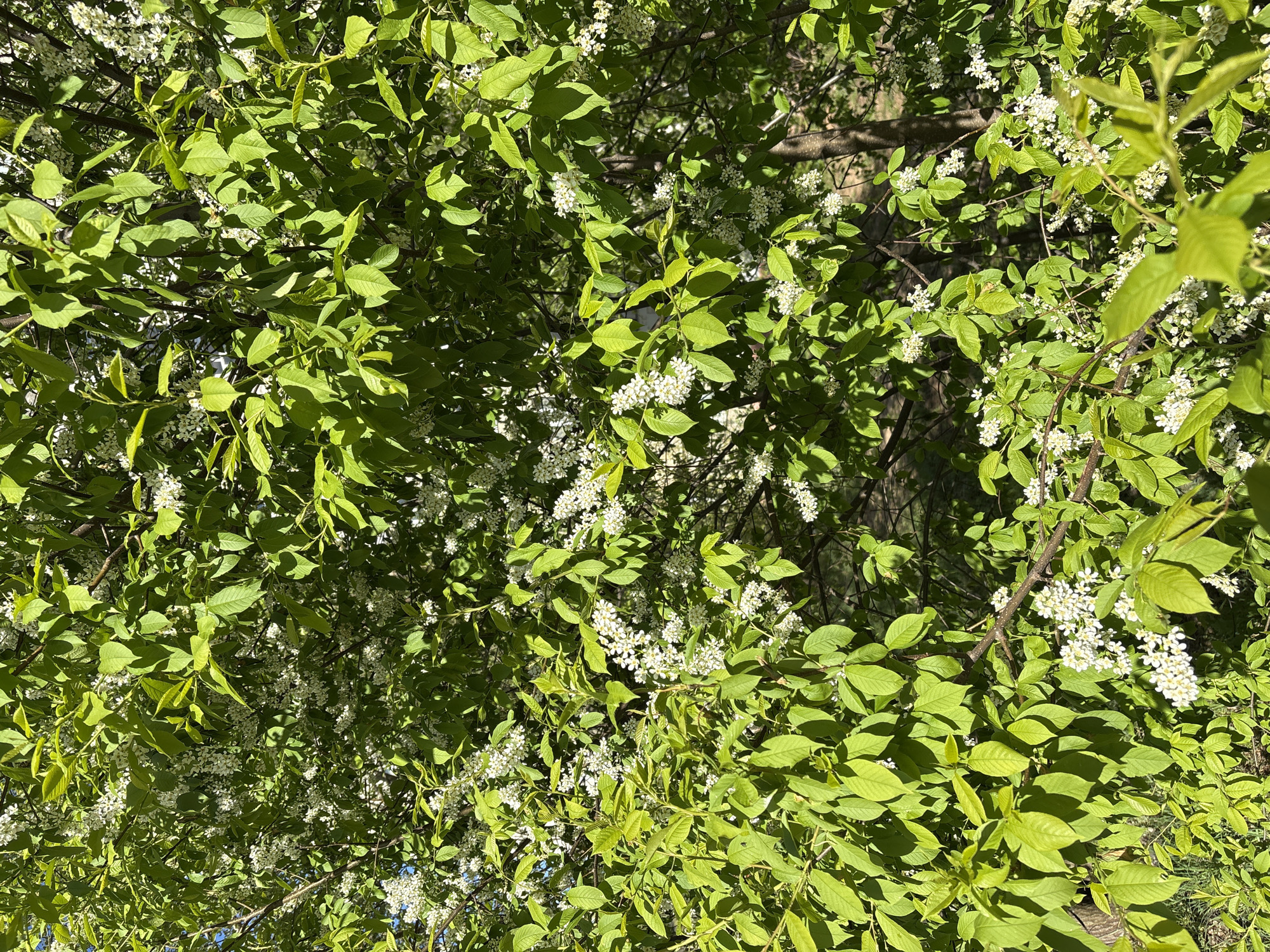 The image depicts a dense canopy of green leaves intermixed with clusters of small white flowers. The leaves appear to be illuminated by bright sunlight, creating strong contrasts between light and shadow. The branches are visible through the leaves, forming a complex network. The location is Chaikovsky, Russia.