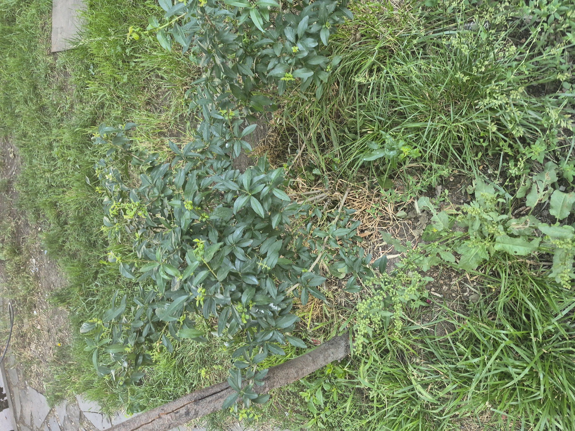 The image displays a small, leafy green shrub growing in an outdoor, unkempt grassy area, possibly a yard or park. A portion of a rough-barked tree trunk is visible to the left of the shrub. The ground is covered in a mix of green grass and dry, brown debris. There are no people or animals present. The scene appears to be in an urban setting, but no specific landmarks are identifiable to pinpoint a location within Yerevan, Armenia.