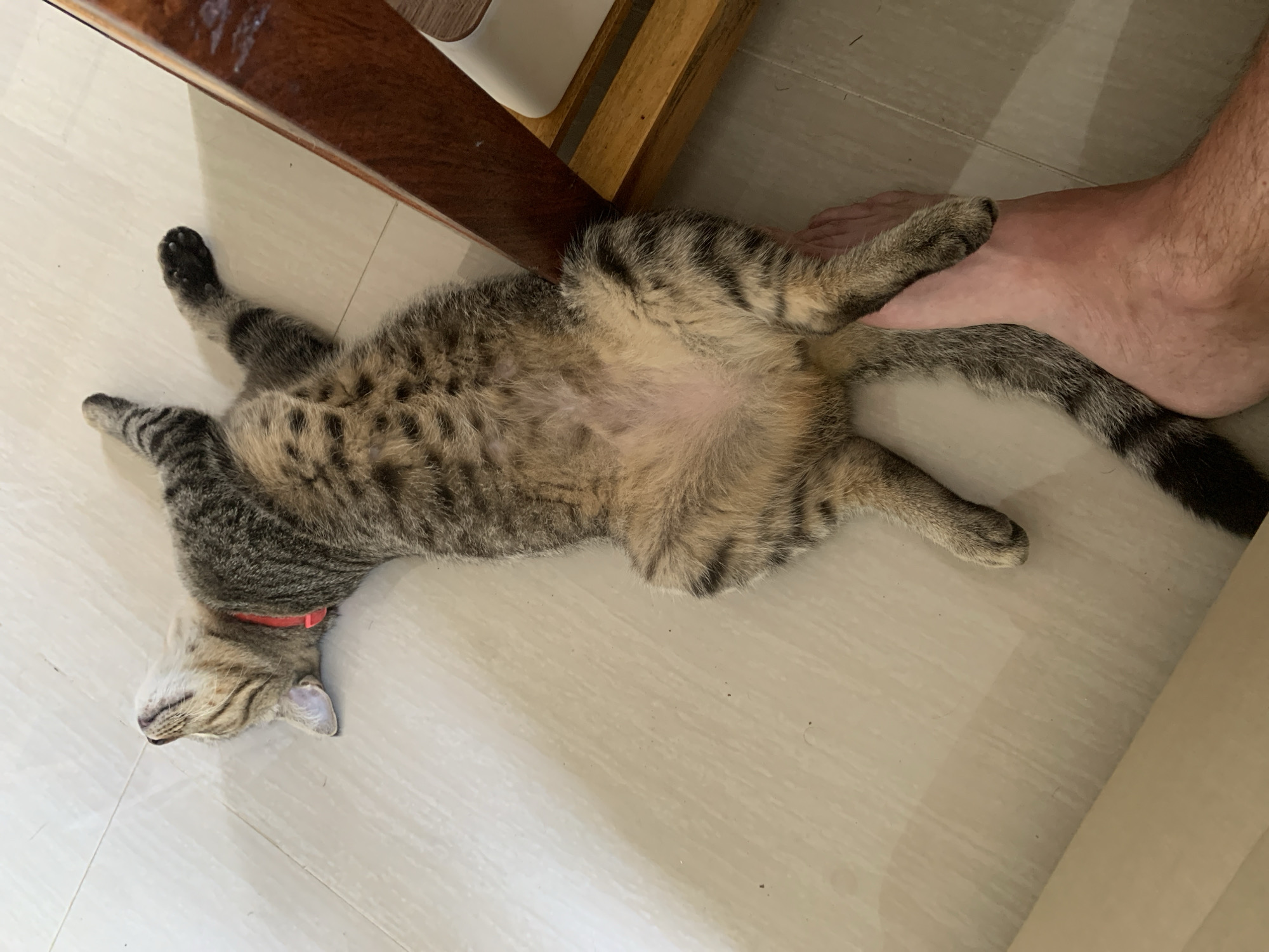 A tabby cat is sleeping on its back on a tiled floor, with its legs splayed out. The cat is wearing a pink collar. A human foot is visible in the lower right corner of the image, positioned near the cat's hind legs. The scene is indoors, with a wooden table leg visible to the right. The lighting suggests it is daytime. The location is identified as Ko Samui District, Thailand.