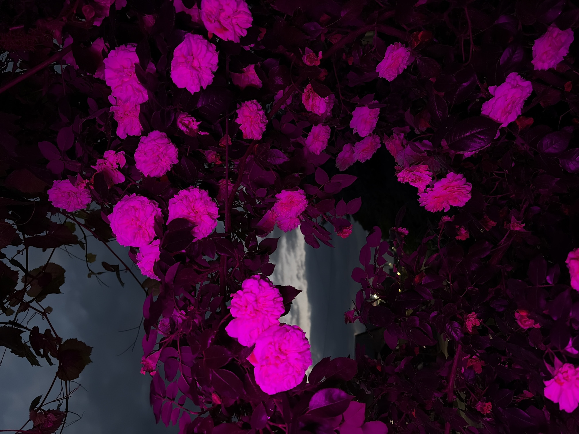 The image shows a close-up of a bush with numerous pink roses, illuminated by what appears to be artificial lighting, creating a vibrant magenta hue. The roses are in various stages of bloom, with many fully opened and others as buds. The foliage is a deep, dark shade of purple, characteristic of the artificial lighting. In the background, a cloudy, dark sky is visible, with a sliver of lighter sky and clouds suggesting the presence of dusk or twilight. Some distant, out-of-focus lights, possibly from houses or streetlights, can be seen below the horizon line. The overall impression is of a rose bush at night, possibly in a garden. The prompt mentions the city of Dongaron, Russia, but there are no specific visual cues within the image to confirm this location.