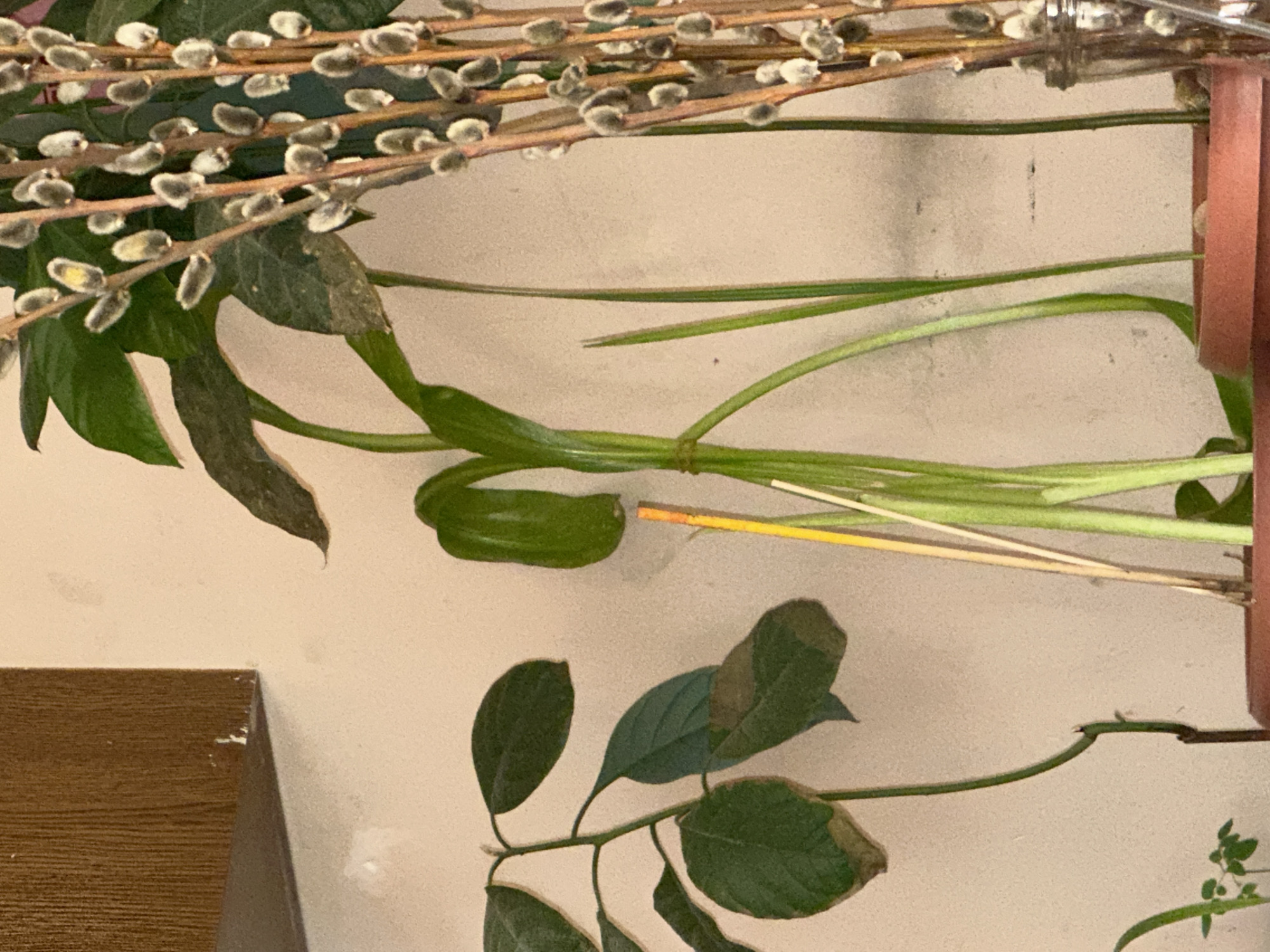The image shows a close-up view of several potted plants and a vase of pussy willow branches. On the left, an avocado plant with dark green leaves, some showing browning at the edges, is visible. To its right, a plant with smooth, elongated green leaves is supported by a thin orange stick. Further to the right, a cluster of pussy willow branches with fuzzy buds are arranged in a glass vase. The plants are placed against a light-colored, textured wall. A wooden shelf is visible in the upper left corner of the image. The scene appears to be indoors, possibly in a home or office setting.