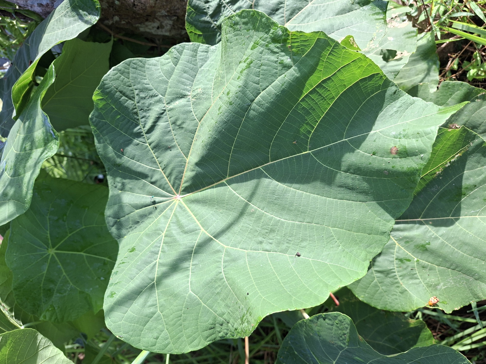 The image shows a close-up view of several large, green leaves with prominent veins. The leaves are the primary focus, and they appear healthy and vibrant. Some leaves show the effects of sunlight creating shadows and highlights on their surfaces. A ladybug is visible on one of the leaves. The background includes glimpses of other plants and vegetation, suggesting a natural environment. The location is Lodtunduh, Indonesia.
