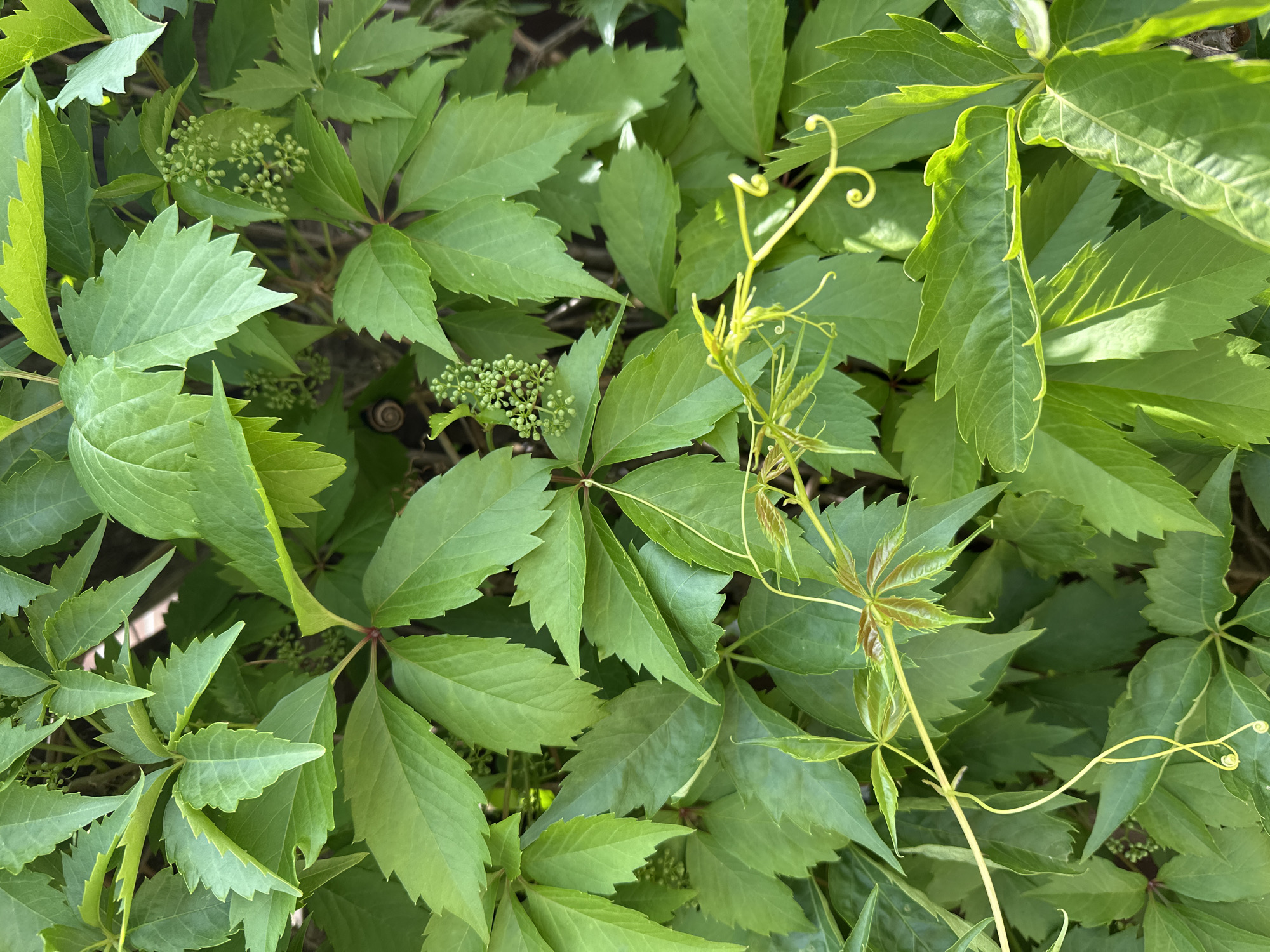 The image displays a detailed, close-up view of a dense, vibrant green vine, likely *Parthenocissus quinquefolia* (Virginia Creeper), covering an unseen vertical surface. The foliage consists primarily of palmately compound leaves, predominantly with five serrated leaflets, though some younger leaves exhibit three leaflets and a reddish-bronze hue. Numerous clusters of small, spherical, light green flower buds are visible throughout the canopy, particularly in the central and upper-left areas. Slender, yellowish-green tendrils, some tightly coiled, emerge from the stems, demonstrating the plant's climbing nature. In the upper-mid-left quadrant, a small, light brown snail shell with a distinct spiral pattern rests partially obscured among the leaves. The background is indistinct and dark, suggesting a wall or fence. The scene is illuminated by natural daylight, creating varying shades of green and highlights on the leaves. This botanical scene is located in Новоглаголево, Russia.