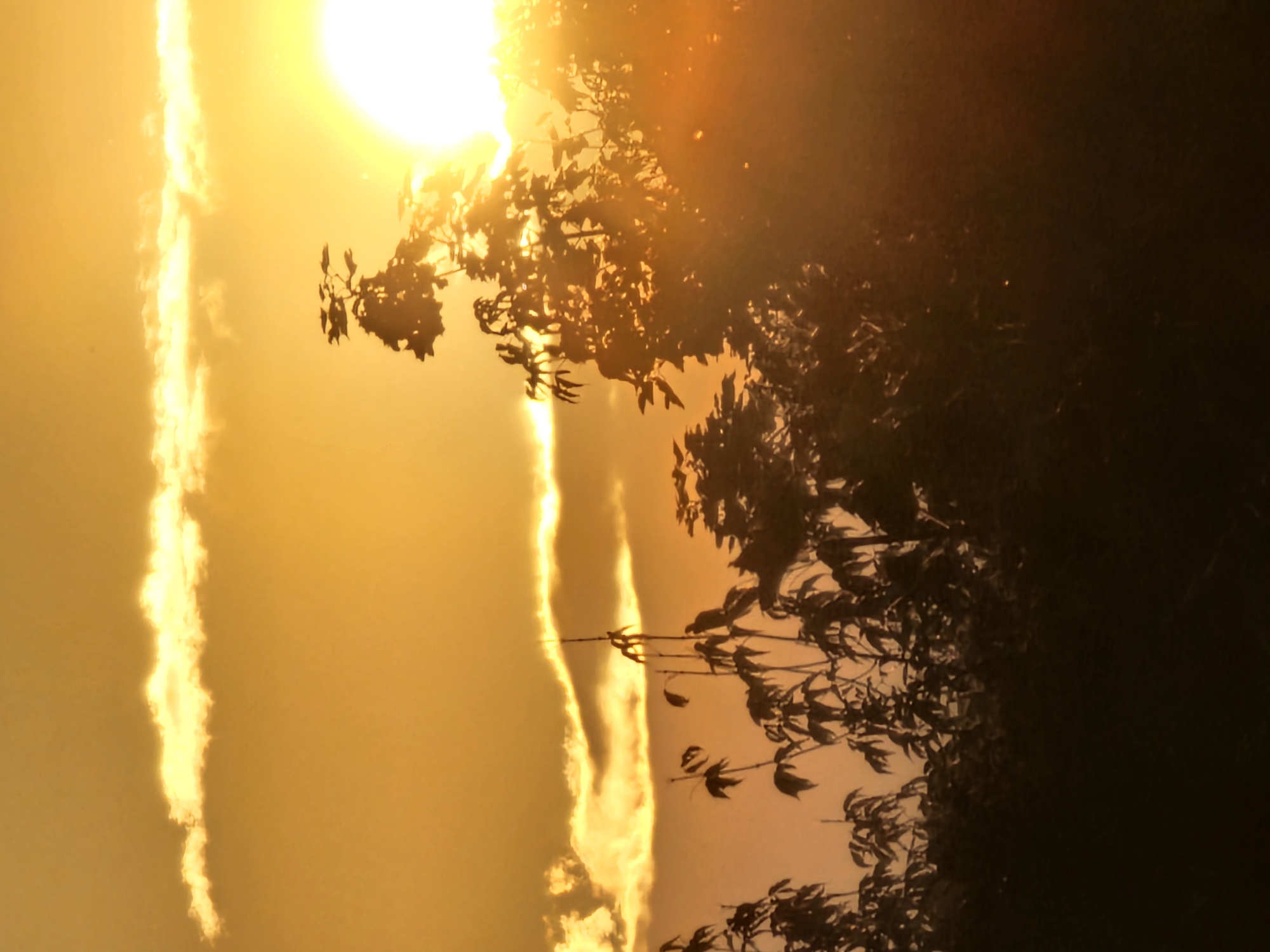 A photograph captures the vibrant hues of a sunset over Khimki, Russia. The sun, a brilliant orb of light, dominates the upper right portion of the frame, casting a warm, golden glow across the sky. Wisps of clouds, illuminated by the setting sun, stretch horizontally across the scene, creating a soft, ethereal texture against the orange sky. Silhouetted against the radiant light are the dark forms of trees, their branches reaching upwards like intricate silhouettes. The foliage is dense and dark, obscuring much of the detail. The foreground is a deep, shadowy mass, suggesting a low-lying landscape or perhaps more trees and vegetation. The overall impression is one of serene natural beauty, with the setting sun creating a dramatic and colorful backdrop.