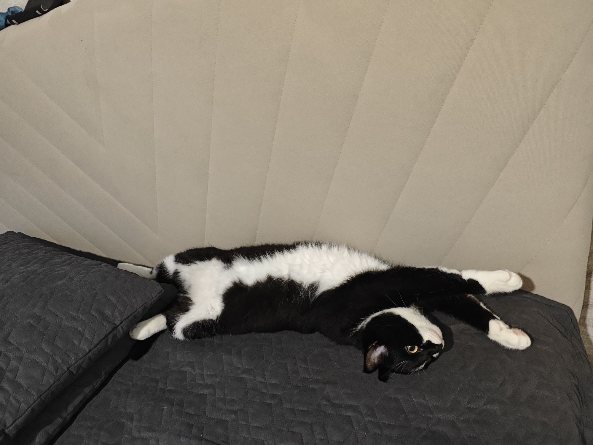 A black and white cat is stretched out on a dark gray quilted surface, possibly a sofa or bed, with its head resting on a dark gray pillow. The cat's body is elongated, with its front paws extended forward and its hind legs tucked in. Its fur is predominantly white on its belly and chest, with black markings on its back, head, and tail. The cat's eyes are open and appear to be yellow. The background consists of a light beige, padded surface with diagonal stitching, suggesting another part of the furniture. The scene is indoors, with artificial lighting casting soft shadows. No specific location within Боровский, Russia is identifiable from the image.