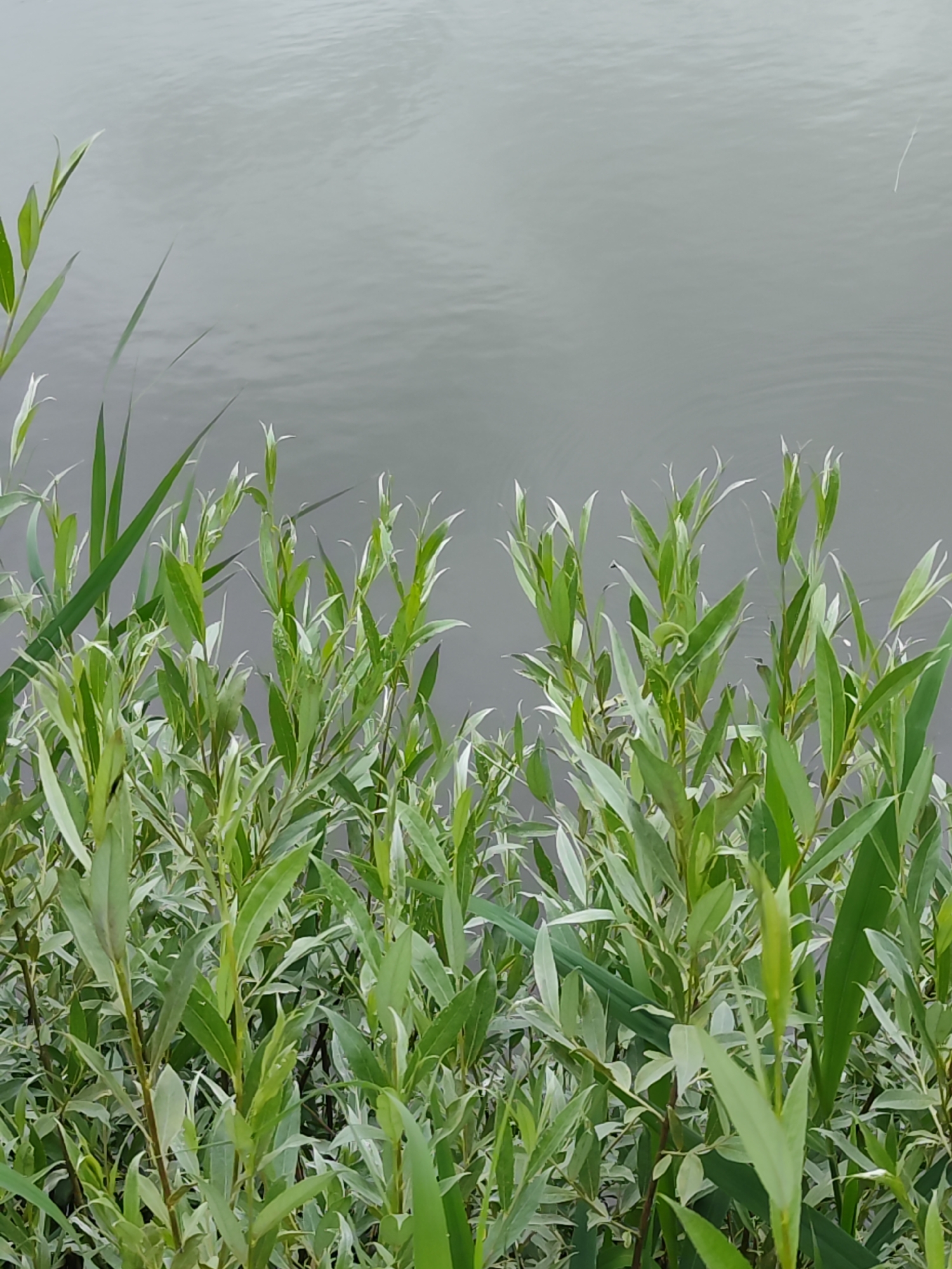 The image depicts a natural scene in the city of Chaikovsky, Russia, focused on a body of water with abundant green foliage in the foreground. The upper two-thirds of the frame are occupied by a calm, greyish-green water surface exhibiting subtle ripples, indicative of a gentle current or light breeze. No discernible objects or reflections are visible on the water. The lower third of the image is filled with dense, vibrant green vegetation growing at the water's edge. This vegetation primarily consists of leafy shrubs with elongated, slender green leaves, some appearing to have lighter undersides, possibly consistent with young willow growth. Interspersed among these bushy plants are taller, narrow, blade-like green leaves, resembling reeds or grasses. The plants obscure the immediate bank or shore. No human figures, animals, or man-made structures are present within the frame. The scene conveys a tranquil, natural waterside environment.
