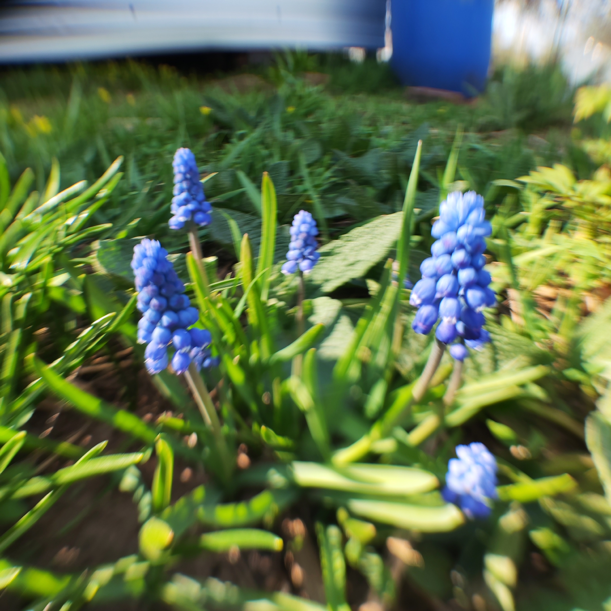 The image shows a close-up view of several blue grape hyacinth flowers (Muscari) in a garden. The flowers are the primary subject and are arranged in a cluster. They are vibrant blue and stand out against the green background. The background consists of various green plants, including leaves and blades of grass, suggesting a natural, outdoor setting.
The location is specified as Chaikovsky, Russia, but there is no photographic evidence to confirm the city or its specific features. The scene is a typical garden setting with common spring flowers.