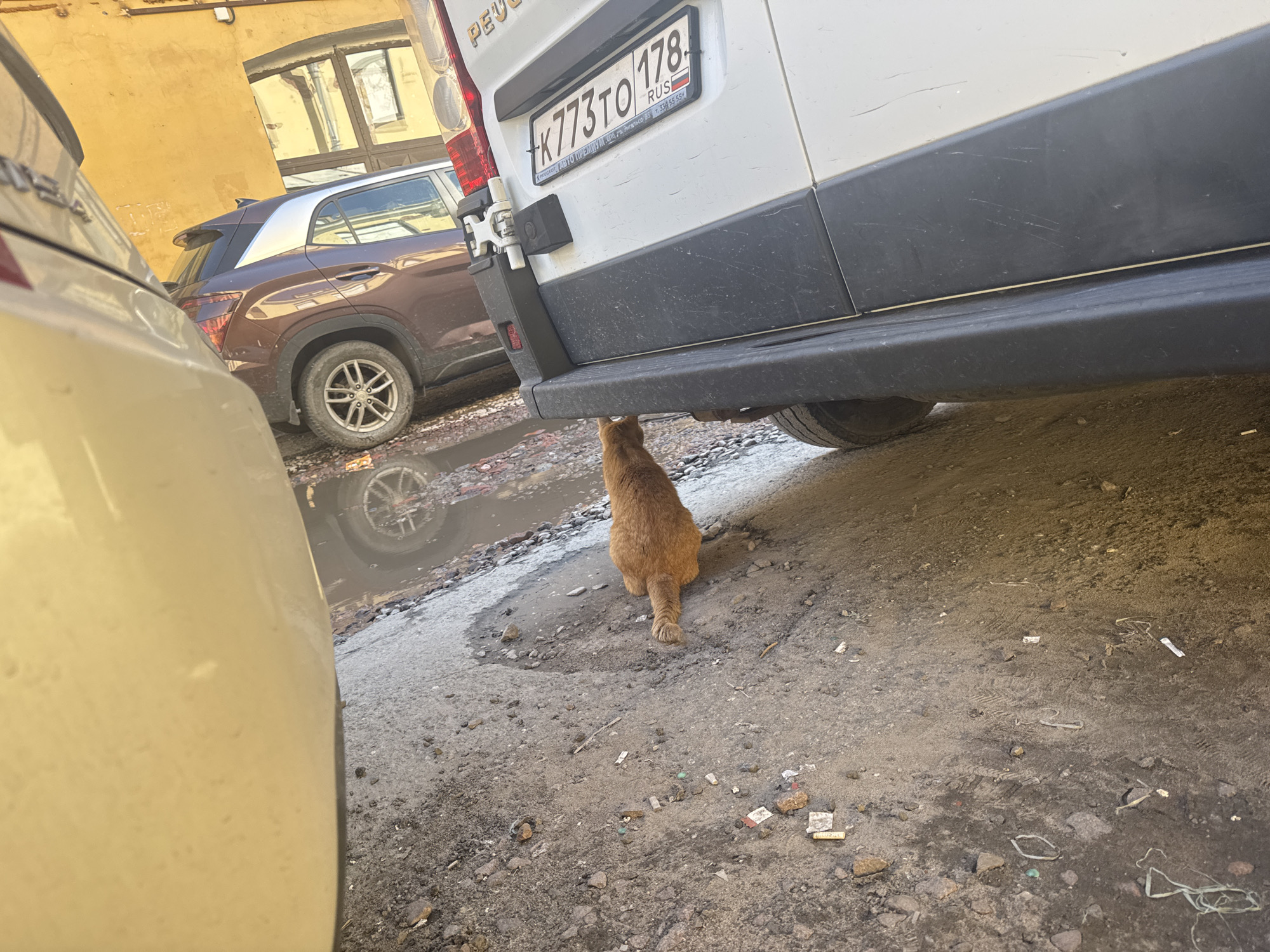 The image depicts an outdoor urban scene, likely in Saint Petersburg, Russia, given the Cyrillic license plate on the white van. In the foreground, a ginger cat is positioned underneath the rear bumper of a white van, facing away from the camera and towards a puddle of water on the rough, gravelly ground. The van has a visible license plate that reads "K773TO 178 RUS". To the left of the van, a portion of a light-colored vehicle is visible, its side taking up the left edge of the frame. In the background, a dark brown SUV is parked, and a building with a yellow facade and arched windows is visible behind it. The ground is littered with debris, including what appear to be cigarette butts and small pieces of trash. The lighting suggests it is daytime, with sunlight casting shadows.