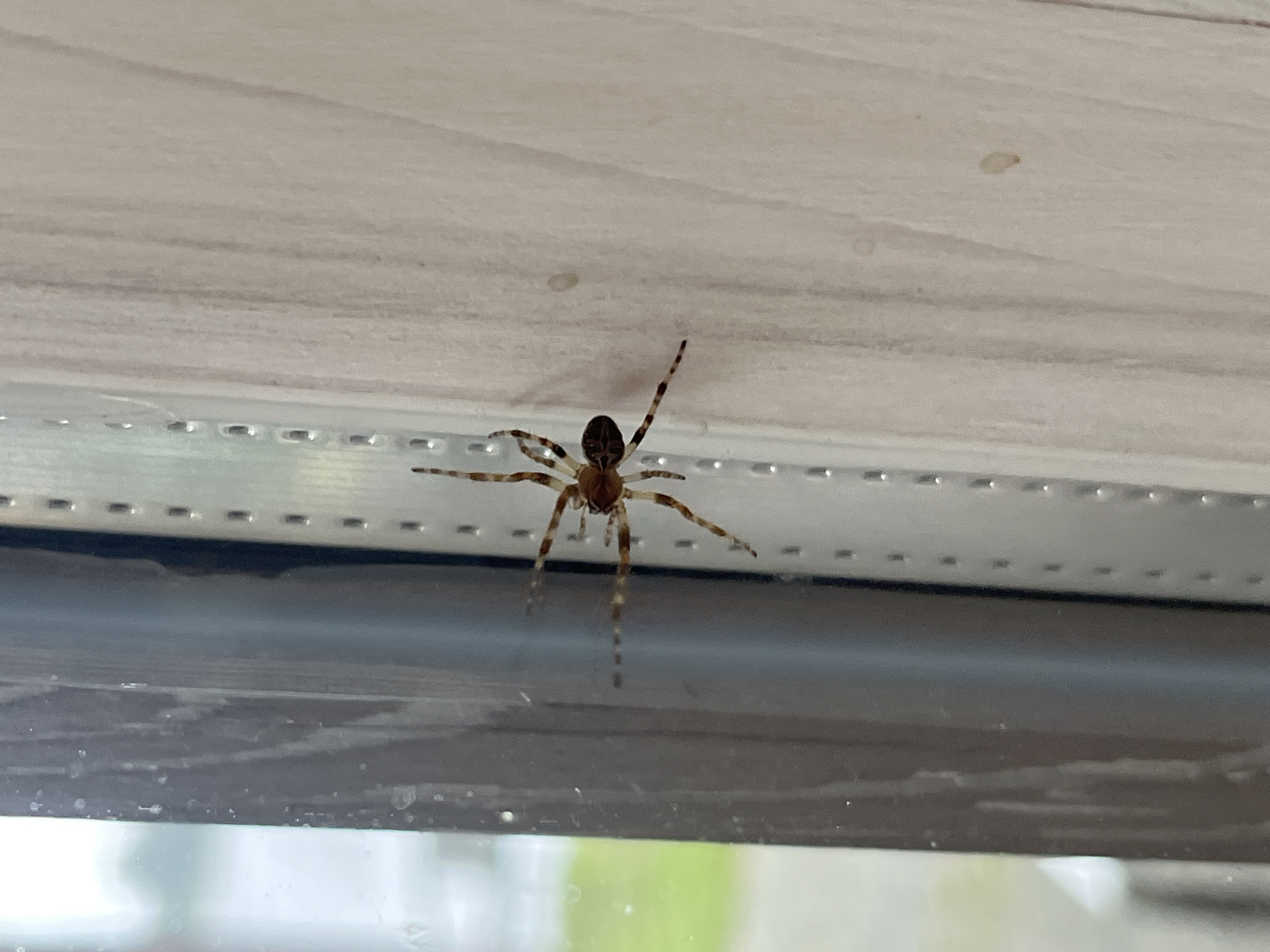 The image shows a spider on a light-colored, textured surface, possibly the underside of a building's overhang or a window frame. The spider is positioned in the center of the frame, upside down, with its legs extended. Its body appears brown and white, with patterned legs. The background is a light, neutral color with subtle horizontal lines, suggesting a man-made material like vinyl siding or painted wood. Below the spider, a dark, reflective surface is visible, possibly a window or a glossy exterior finish, and further down, a blurry green and white area suggests foliage or the outdoors. The lighting appears to be natural, indicating daytime. The setting appears to be an outdoor environment, with the spider likely resting on an exterior architectural element. No people or text are visible in the image. The image was taken in Milná, Czechia.