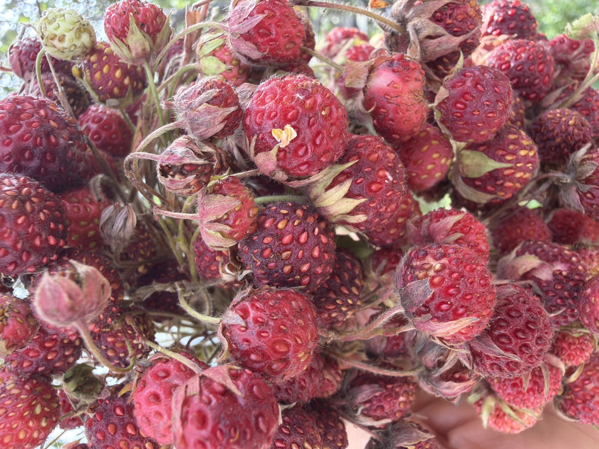 A close-up, overhead shot shows a cluster of wild strawberries. The strawberries are small, plump, and deep red, with visible seeds dotting their surfaces. Many of the strawberries are attached to thin, brown stems, some with dried green calyxes. A few unripe, pale green strawberries are also present. The background is blurred, suggesting an outdoor setting with foliage. There are no people visible in the image, and no specific location in the city of Tekeli, Kazakhstan can be determined from the visual information. The lighting is natural, indicating it was taken outdoors during the daytime.