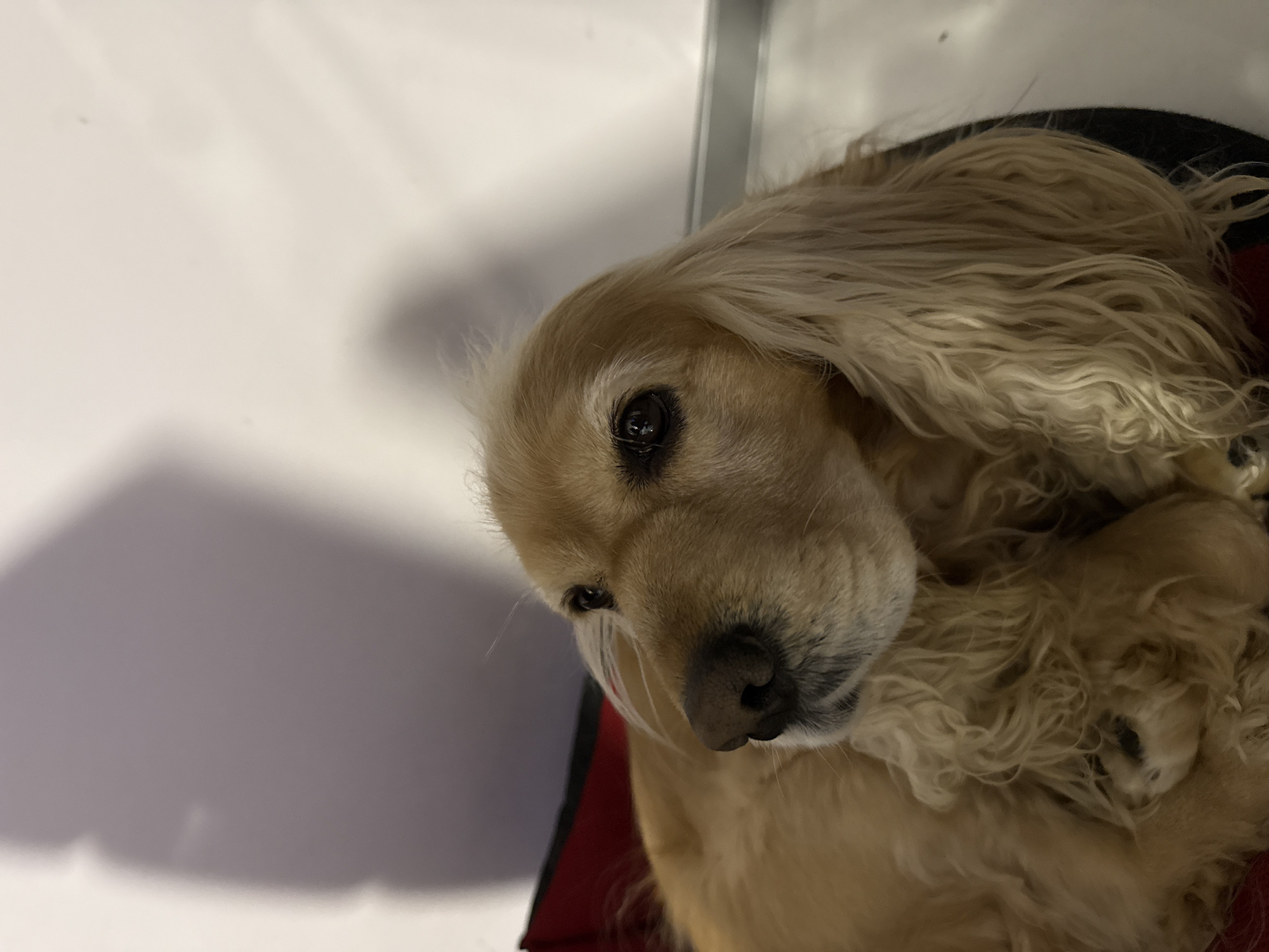 A close-up, slightly rotated image depicts a light-golden Cocker Spaniel dog lying in a dark-colored (possibly black or dark brown) pet bed with a red cushion inside. The dog is looking up and slightly to the left. The dog's fur is long and wavy, typical of the breed. The background includes a white wall and what appears to be a silver or gray metallic edge, possibly of a cabinet or structure. The lighting suggests an indoor setting. There is no indication of Burgas, Bulgaria.