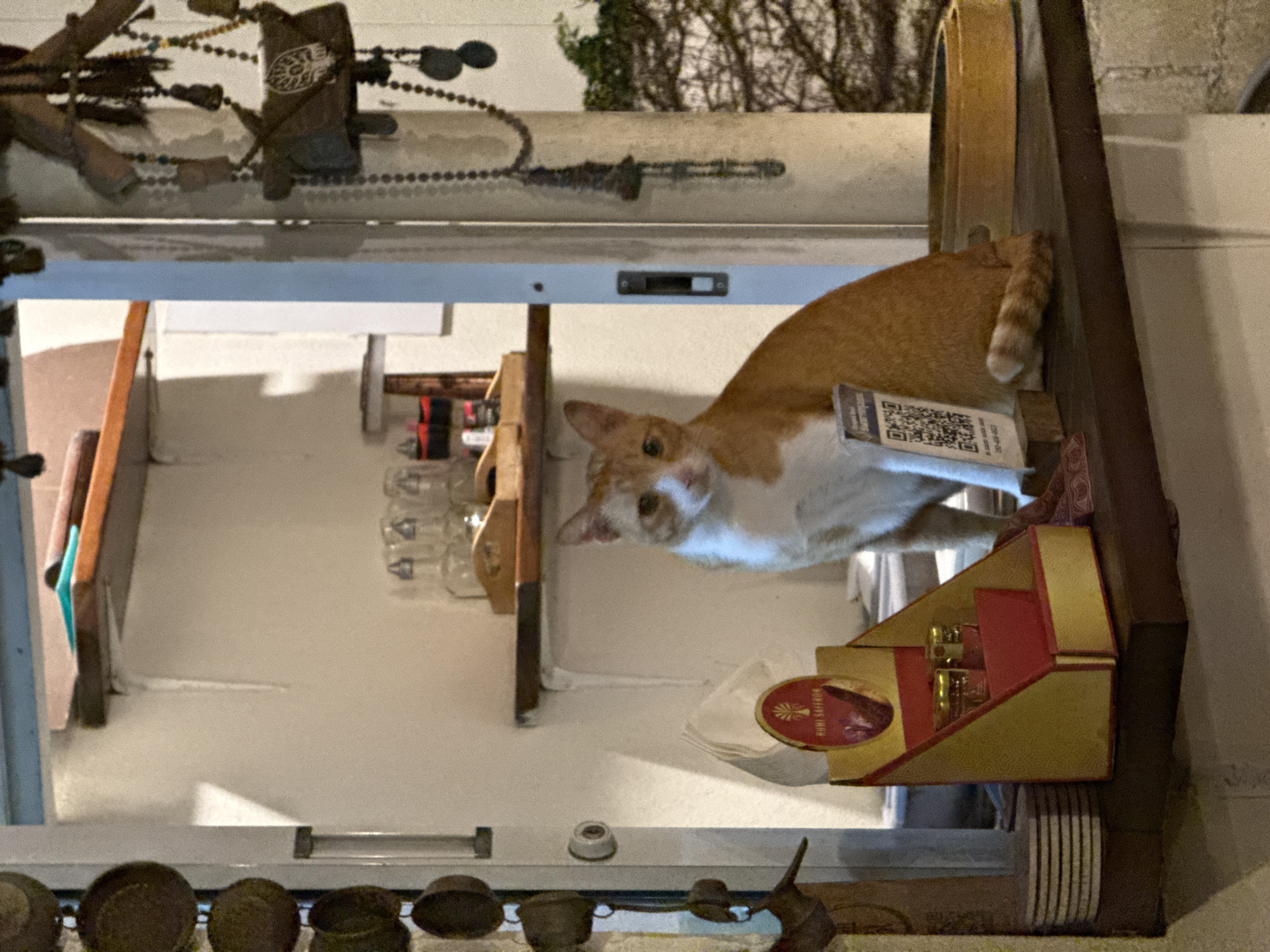 A medium shot shows a white and orange cat lying in an open display case. The cat is angled diagonally across the frame, with its head toward the lower left and its tail toward the upper right. A tag with a QR code is attached to the cat's side. The display case contains various items, including glass bottles, a box of "Rishi Saffron," and small metal cookware at the bottom. Decorations, including a string of beads and metal ornaments, are visible above the display case. The scene is located in Baan Hin Kong, Thailand.