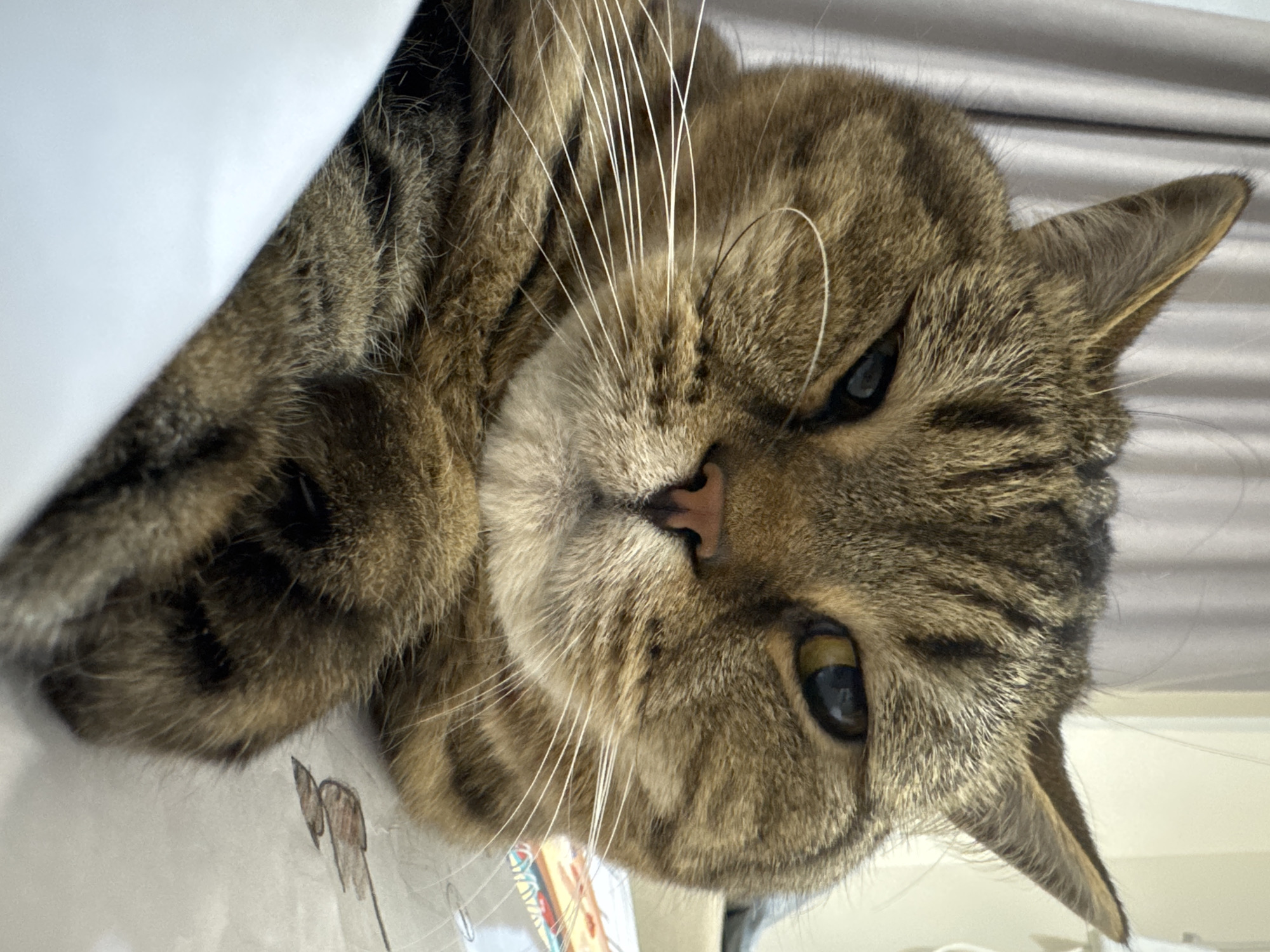 The image shows a close-up of a tabby cat's face. The cat has brown and black stripes, green and yellow eyes, and white whiskers. The cat is lying down on a white surface, possibly a bed or a sofa. Behind the cat, there is a grey curtain and a wall. The image is taken from a low angle, looking up at the cat. The scene is indoors, with soft lighting. There is no indication of the location in Mikhaylovsk, Russia, or any other specific geographical information.