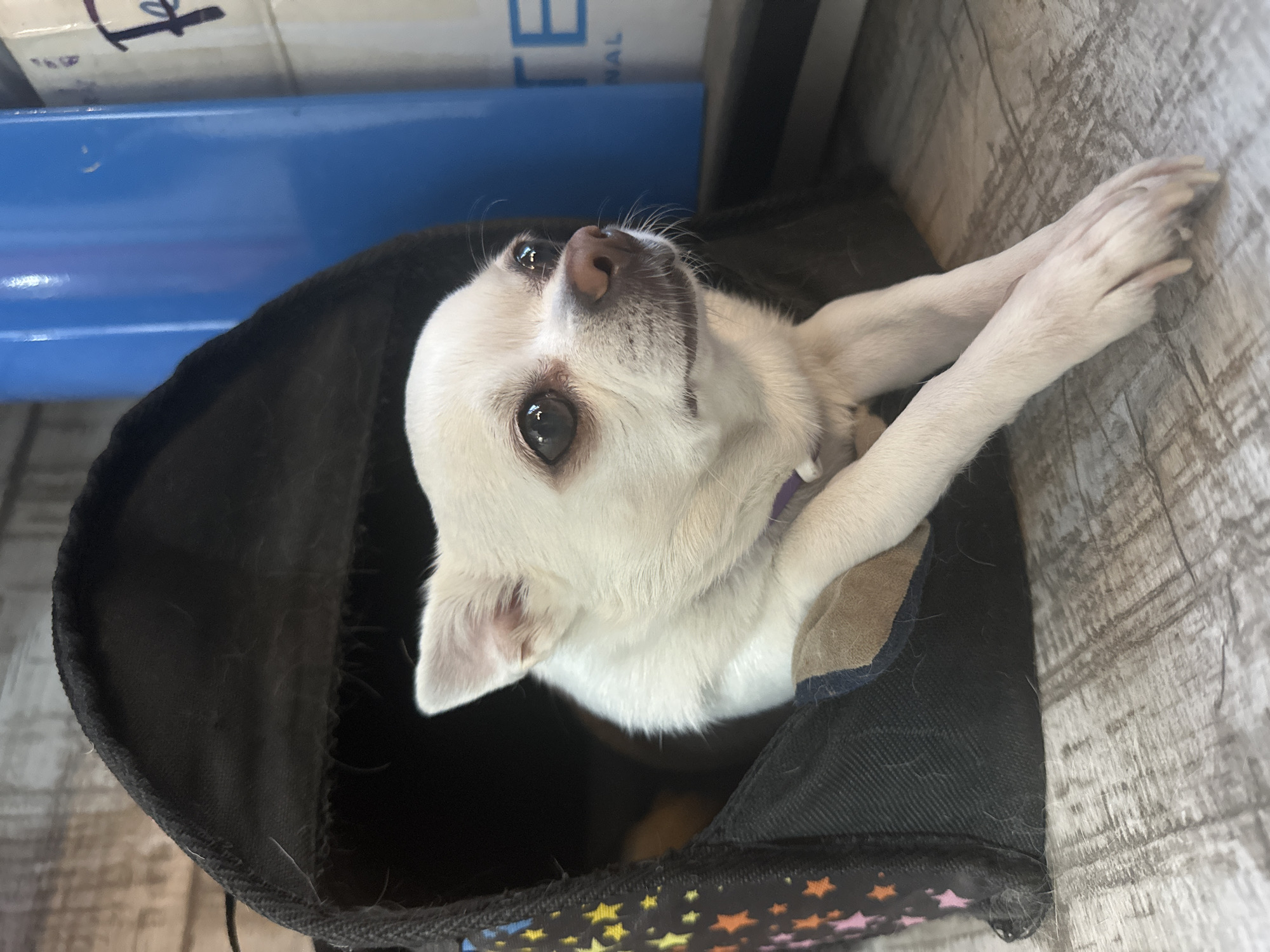 A small white chihuahua is resting in a black fabric pet bed that has a colorful star pattern on the side. The dog is lying down with its front paws crossed and is looking to the right. In the background, there is a bright blue cylindrical object and a white cylindrical object with text on it, possibly indicating it is in a shop or store. The flooring appears to be a light-colored wood or laminate. The overall scene is indoors.