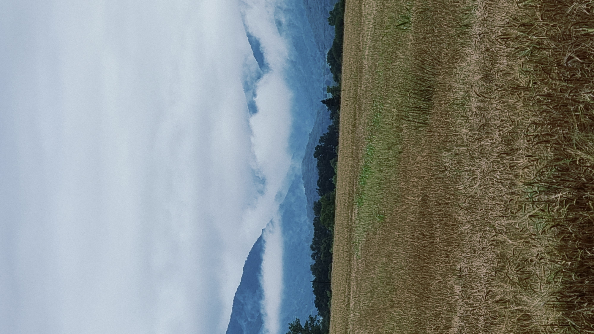 A vertical, medium shot captures a landscape scene under an overcast sky. In the foreground, a field of wheat or similar grain stretches across the frame, its stalks appearing dry and golden-brown, with some patches of green interspersed. Behind the field, a line of dark green trees forms a dense border. Beyond the trees, a range of blue-toned mountains rises, partially obscured by dramatic, white clouds that hug their slopes. The sky is a pale, muted blue, with soft, diffused light. The image appears to have been taken in Sant Joan les Fonts, Spain, likely during a temperate season with variable weather. There are no people or animals visible in the scene.