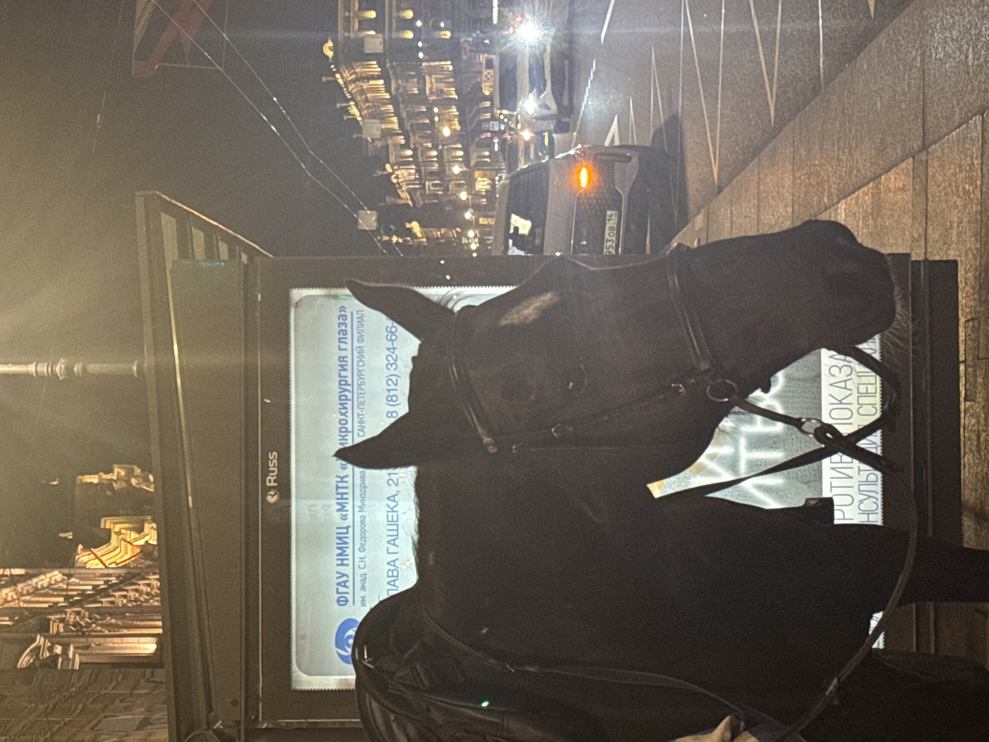 An urban night scene in Saint Petersburg, Russia, is captured from a low perspective. The central subject is the dark head and upper neck of a horse, seen in profile and wearing a black bridle. The horse is positioned in the immediate foreground, obscuring part of a brightly illuminated advertising billboard behind it.
The billboard, a light box, displays text predominantly in Russian. Visible content includes the "Russ" logo, and information about a medical institution: "ФГАУ НМИЦ «МНТК «Микрохирургия глаза» им. акад. С.Н. Федорова Минздрава" (FGAU NMIC "S.N. Fedorov Eye Microsurgery" named after acad. S.N. Fedorov Ministry of Health), identifying its "САНКТ-ПЕТЕРБУРГСКИЙ ФИЛИАЛ" (Saint Petersburg Branch) at "ПАВА ГАШЕКА, 21" (Pava Gasheka, 21). A partial phone number "8 (812) 324-66-" and fragmented warning text like "РОТИВ ПОКАЗА НСУЛЬТ ДИ СПЕЦІ" are also visible.
Behind the horse and billboard, a busy city street stretches into the distance, with blurred traffic and illuminated buildings. A car, showing its rear lights and a partial Russian license plate "953 ов 14", is in the mid-ground. The street is flanked by multi-story buildings featuring ornate architectural elements, their windows and facades glowing with artificial light. The overall setting conveys a bustling city night ambiance, with the horse likely part of a horse-drawn carriage service, paused amidst the urban activity.