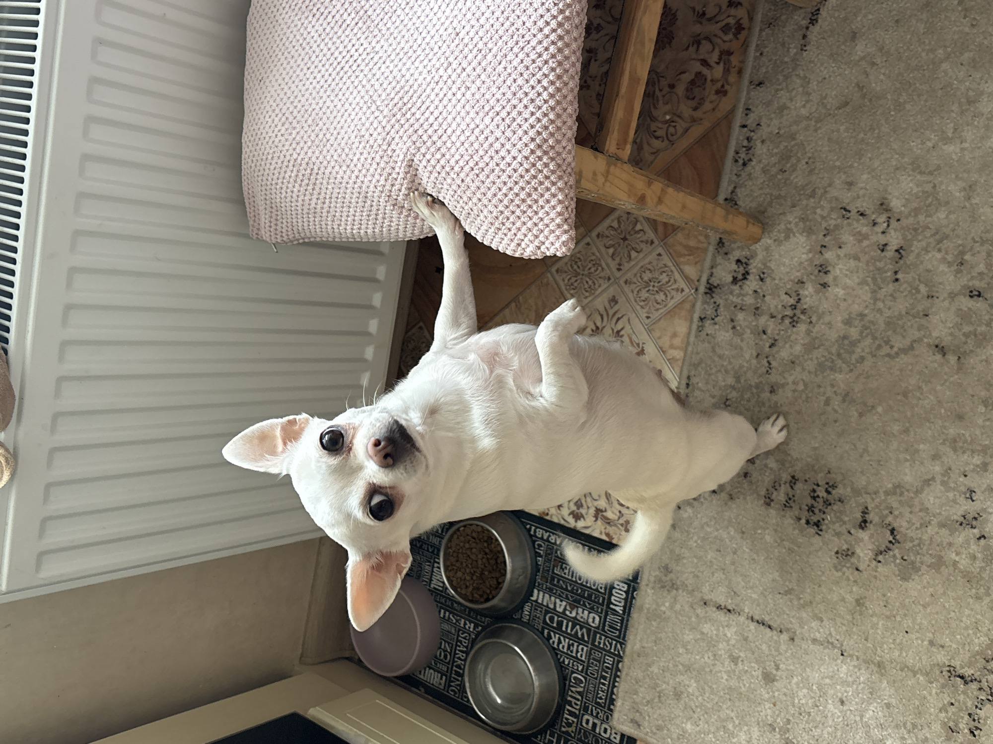 The image shows a white Chihuahua dog standing on its hind legs, facing the camera. The dog has large, dark eyes and pointed ears. It is leaning with its front paws on the edge of a pink cushioned stool. Behind the dog is a white radiator. To the left of the dog are two pet food bowls, one empty and one filled with kibble, placed on a mat with text. The floor is tiled and carpeted. The scene appears to be indoors, in a domestic setting. There is no information in the image to suggest a specific location in Shepetivka, Ukraine.