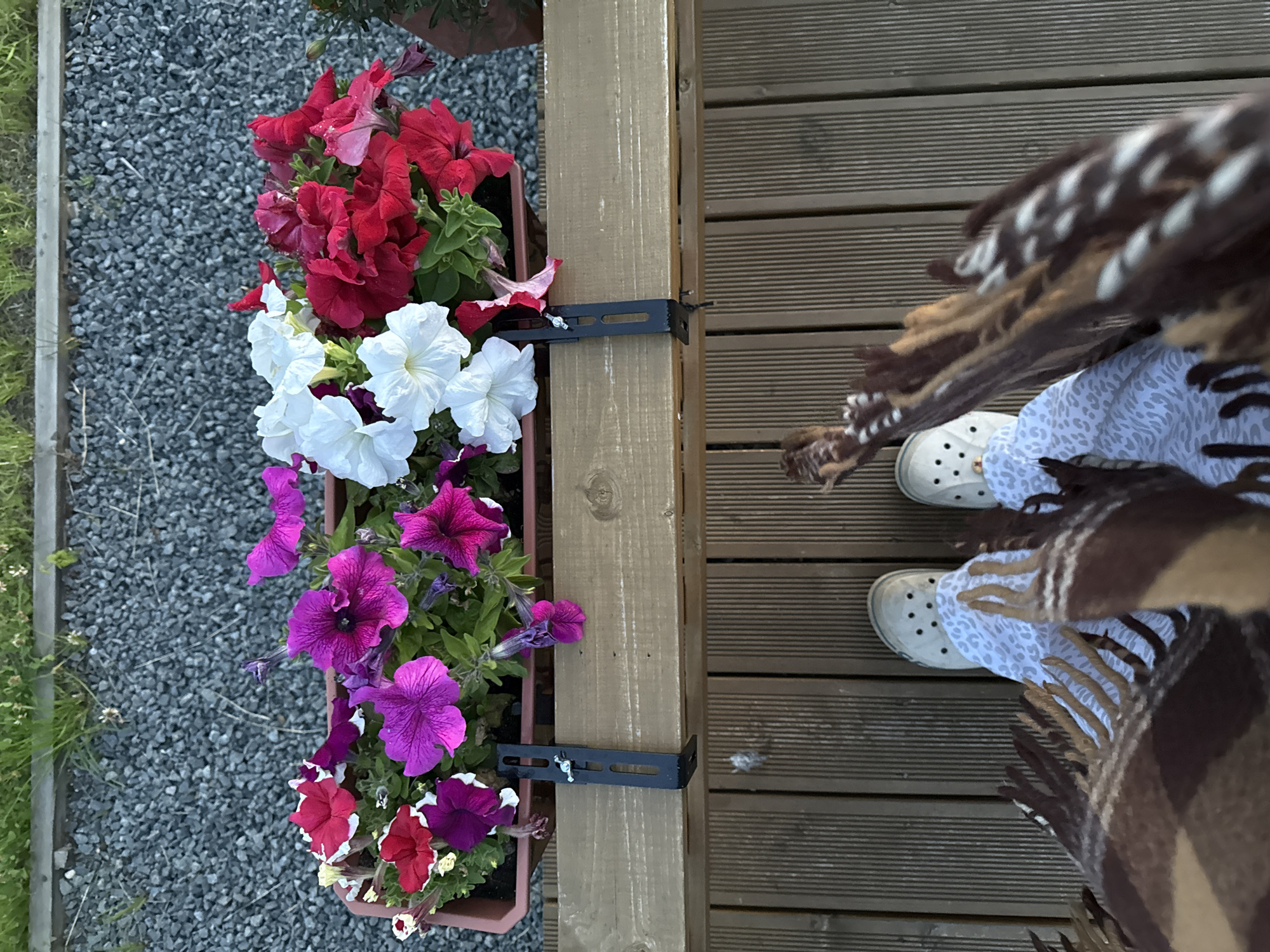 A high-angle, full-shot image shows a person wearing white Crocs and patterned pants, wrapped in a brown and white patterned blanket, standing on a wooden deck. The deck is in front of a planter filled with red, white, and purple petunias, which is supported by black metal brackets. Behind the planter is a grey gravel area with some grass and a wooden border. The scene is outdoors, with the lighting suggesting it is daytime.