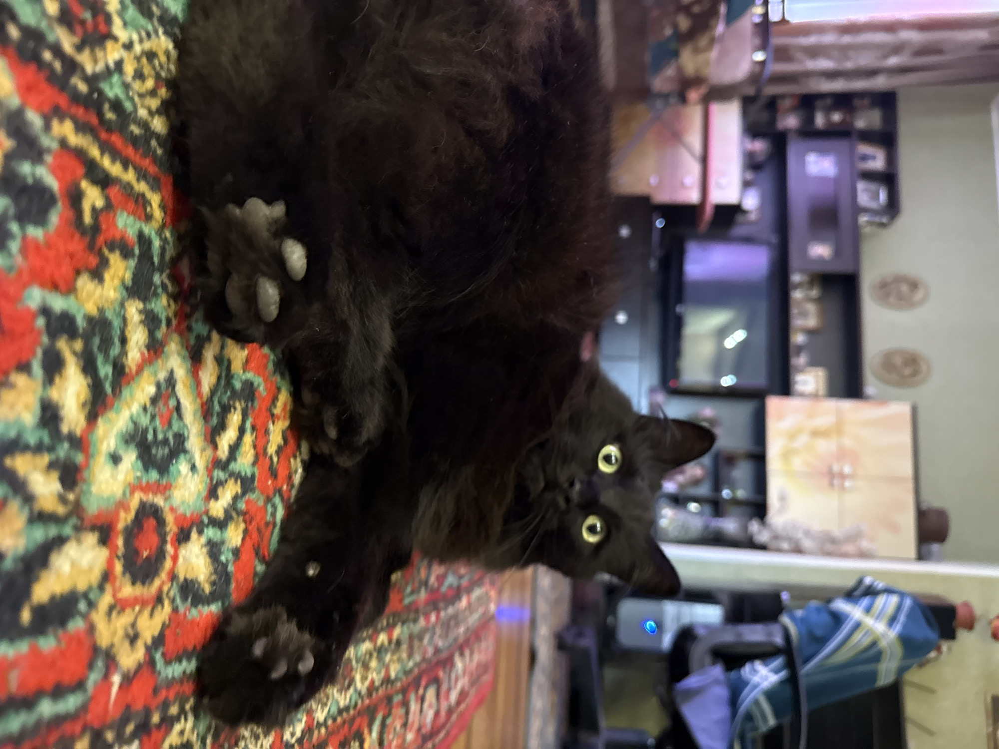 A black cat is lying on a colorful rug in a dimly lit room. The cat is looking at the camera with yellow eyes. In the background, there is a television, shelves with items, and a chair with a blue blanket. The scene appears to be an indoor living space. The location is identified as Bor, Russia.