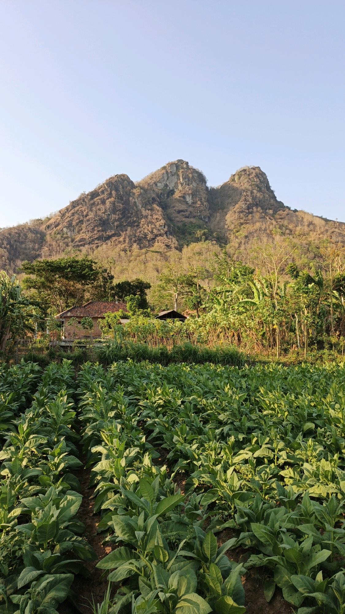 The image depicts a rural landscape in Pojok, Indonesia, characterized by a vast field of lush green tobacco plants in the foreground. Rows of tobacco plants are neatly cultivated, extending into the midground. Behind the field, a dense arrangement of various trees and foliage creates a verdant backdrop. Amidst the greenery, a small, rustic house with a red-tiled roof and another smaller structure with a dark roof are visible. Towering above the vegetation is a rugged, mountainous terrain with distinct rocky peaks, partially covered in dry vegetation, suggesting a semi-arid climate on the slopes. The sky is clear and a pale blue, indicating it is daytime. The overall scene is one of agriculture and natural beauty, with the mountains serving as a striking natural feature behind the cultivated land and human settlements.