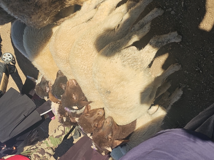 This image captures a ground-level view of a livestock area in Azrou, Morocco, under direct sunlight. A dense group of at least five sheep lies on dry, earthen ground, casting distinct shadows. The majority of the sheep are light-colored, ranging from cream to off-white, with thick, somewhat soiled fleece, particularly on their lower legs. Four prominent brown-faced sheep heads are visible in the left-center, resting amongst the lighter-bodied animals. One of these brown-faced sheep displays a faint purple marking on its forehead. In the upper-left quadrant, the lower torsos and legs of three individuals are partially visible: one wearing dark, flowing attire with maroon footwear, and another in camouflage trousers paired with dark shoes. A white wheel, belonging to an unseen cart or trolley, is partially visible in the upper-right background.