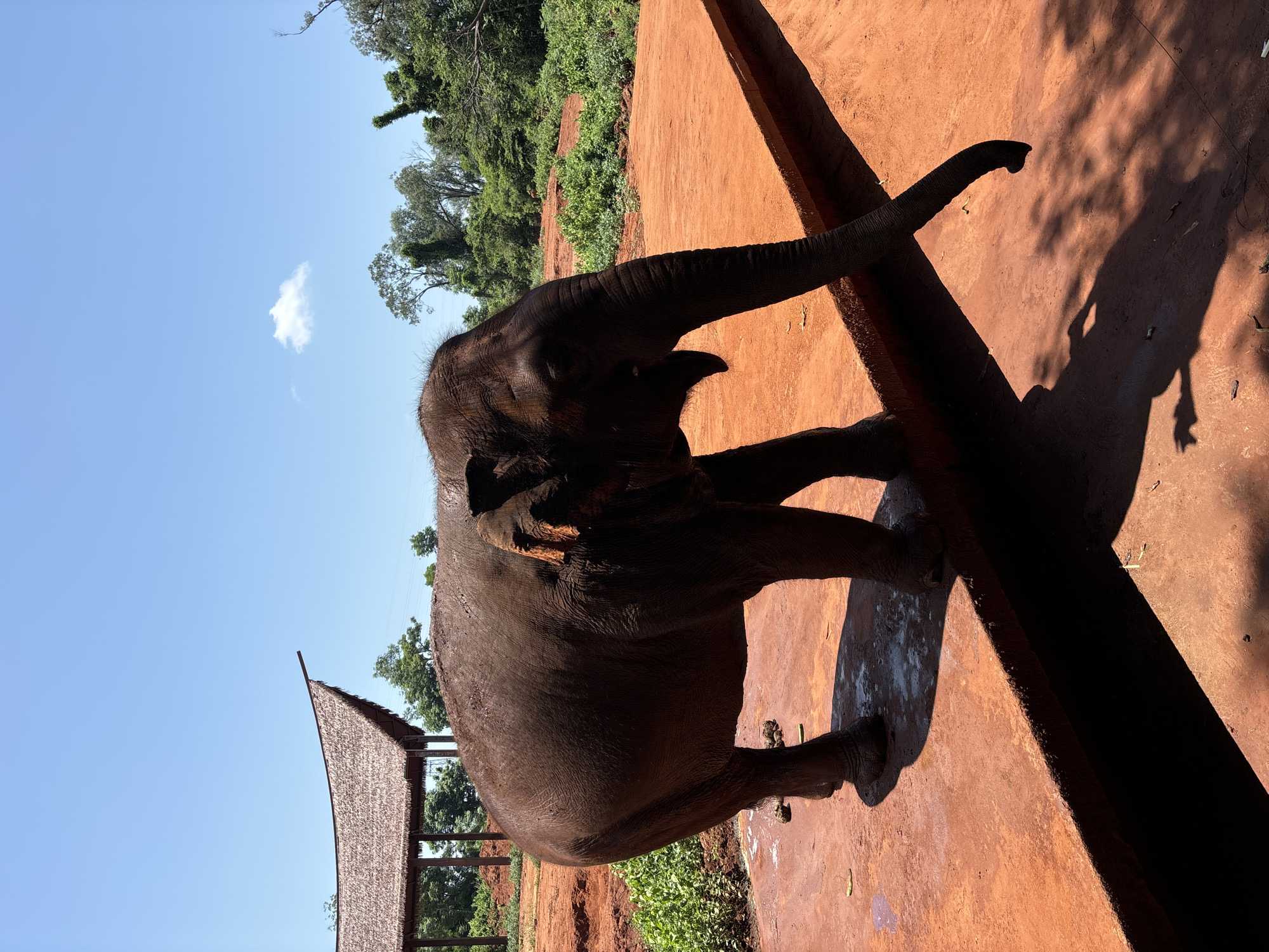 An elephant stands on a reddish-orange concrete platform in what appears to be an outdoor enclosure. The elephant, a juvenile, is facing to the right with its mouth slightly open. Its skin is dark and appears wet, possibly from bathing. In the background, lush green vegetation and trees are visible under a bright blue sky with a single white cloud. To the left, a structure with a thatched roof and wooden supports suggests it could be a shelter or part of an animal habitat. The ground is predominantly the same reddish-orange color, with some patches of lighter colored material and scattered debris. Shadows are cast on the platform, indicating a sunny day. The overall scene depicts a wildlife environment, likely a sanctuary or park, in the Xiuying District of China.