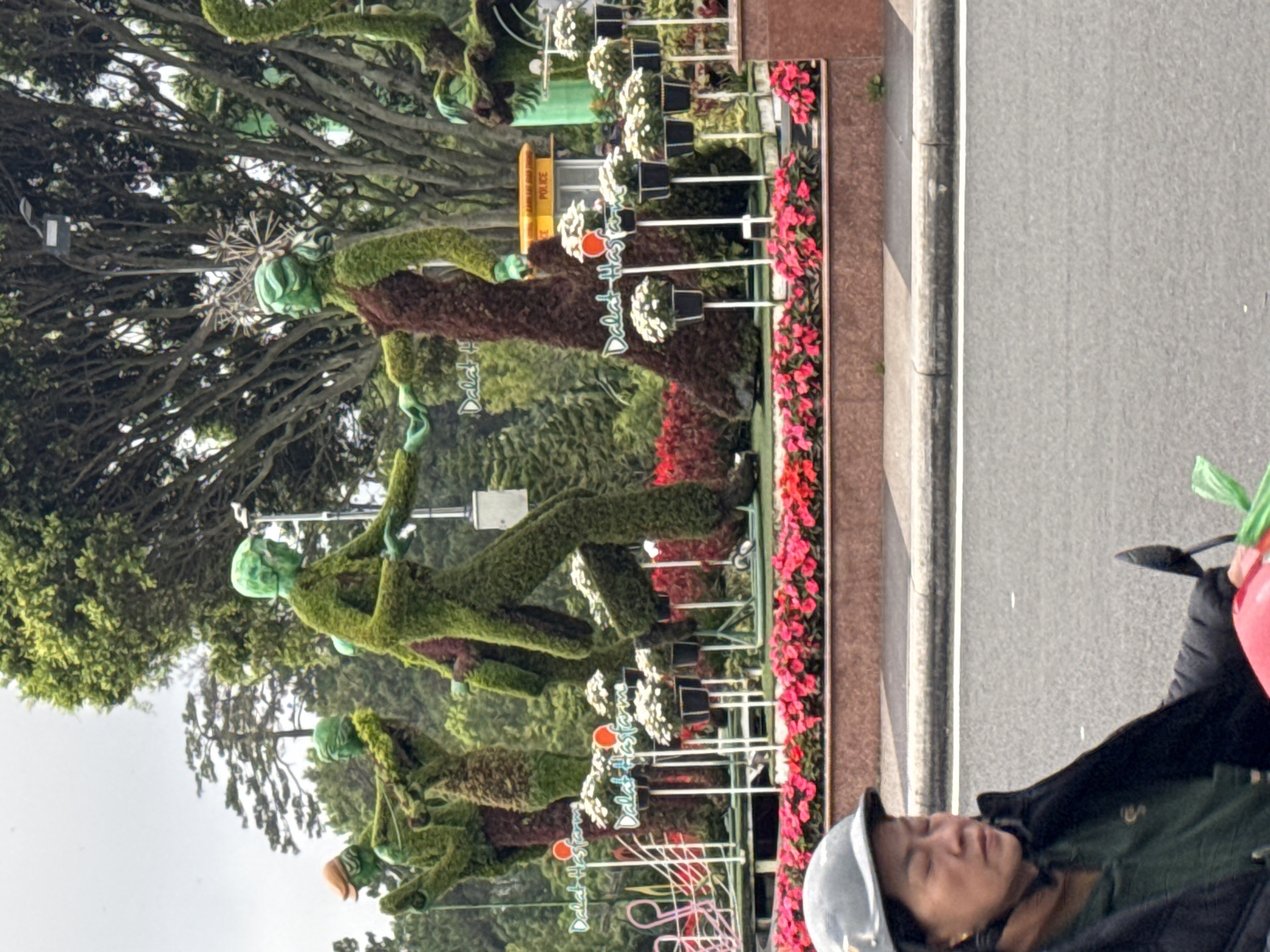 This image captures a street scene in Da Lat, Vietnam, featuring decorative topiary sculptures. In the foreground, the upper body of an individual wearing a grey helmet and a dark jacket is visible on the left, appearing to operate a scooter, with a red element and a green plastic bag partially seen. The person's eyes are mostly closed. A grey asphalt road and a concrete curb separate the foreground from a raised planter filled with vibrant pink and red flowers.
Behind the flowers, a series of large, sculpted topiaries in the shape of human figures dominate the midground. The figures are predominantly green, with some incorporating brown foliage elements. In the center, a male figure, entirely green, faces a female figure with green skin and a brown dress-like lower body, their hands appearing to connect. The female figure has an ornate, spiky, starburst-like decoration behind her head. To the left, several other figures are visible, including one with an orange cap. White flowers in black pots are arranged on slender white stands behind the pink flowers, and the blue script "Dalat Hasfarm" is visible on multiple white signs within this display. A small yellow structure with the word "POLICE" in red letters is discernible behind some potted flowers on the right side. The background consists of dense green foliage and trees, under an overcast sky.