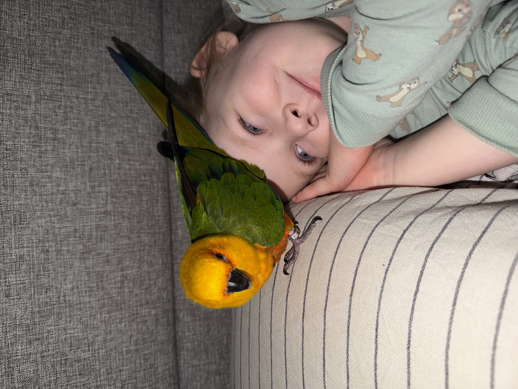 An indoor scene in the city of Khimki, Russia, depicts a young child and a conure parrot in close proximity. A child with light-colored hair and blue eyes is positioned on their right side, resting their head on a light beige pillow with thin dark horizontal stripes. They wear a light green long-sleeved shirt patterned with small, tan cartoon animals. The child's hands are clasped near their face, and a slight upward gaze with a contented expression is visible. A brightly colored parrot, identified by its yellow head, orange cheeks, green body, and blue and yellow tail feathers, is perched on the striped pillow immediately next to the child's head. A metal band is visible on the parrot's left leg. The bird faces the camera, with its beak slightly agape. The background behind the subjects consists of a textured, dark grey upholstered surface, likely a sofa or bed headboard.