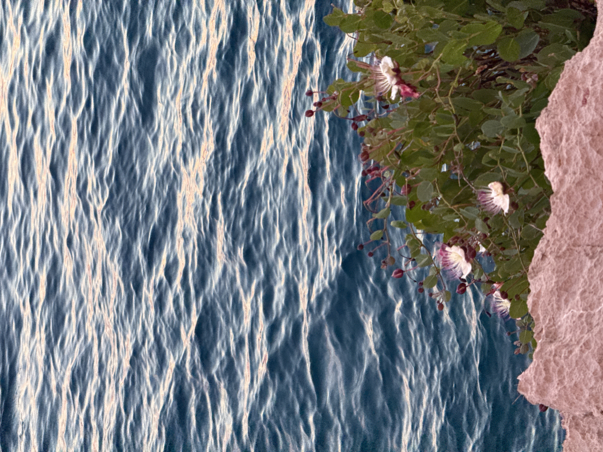 The image captures a serene coastal scene in Primošten, Croatia, featuring the glistening blue waters of the Adriatic Sea. In the foreground, rough, pinkish-hued rocks form a textured embankment. Overhanging this rocky edge is lush green foliage dotted with delicate white and pinkish-purple flowers. The sea is characterized by gentle ripples reflecting the soft, warm light, suggesting either dawn or dusk. The overall impression is one of natural beauty and tranquility, with the vibrant flora providing a striking contrast to the vast expanse of the sea and the rugged texture of the rocks.