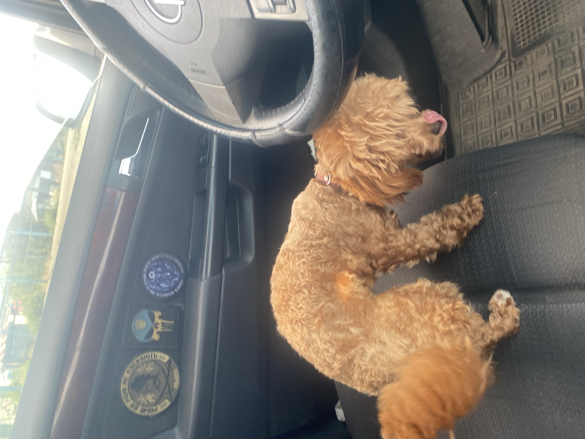 A small, light brown dog with curly fur is standing on the black leather seat of a car. The dog's head is lowered, and its tongue is sticking out. To the left of the dog, a portion of its tail is visible. The car's interior is visible, including the dashboard with three patches, a steering wheel, and a car door handle. The patches on the dashboard are circular and square, depicting various symbols. The environment outside the car is blurred but suggests a sunny day with some buildings and fences visible. The scene appears to be a street in Mais'ke, Ukraine.