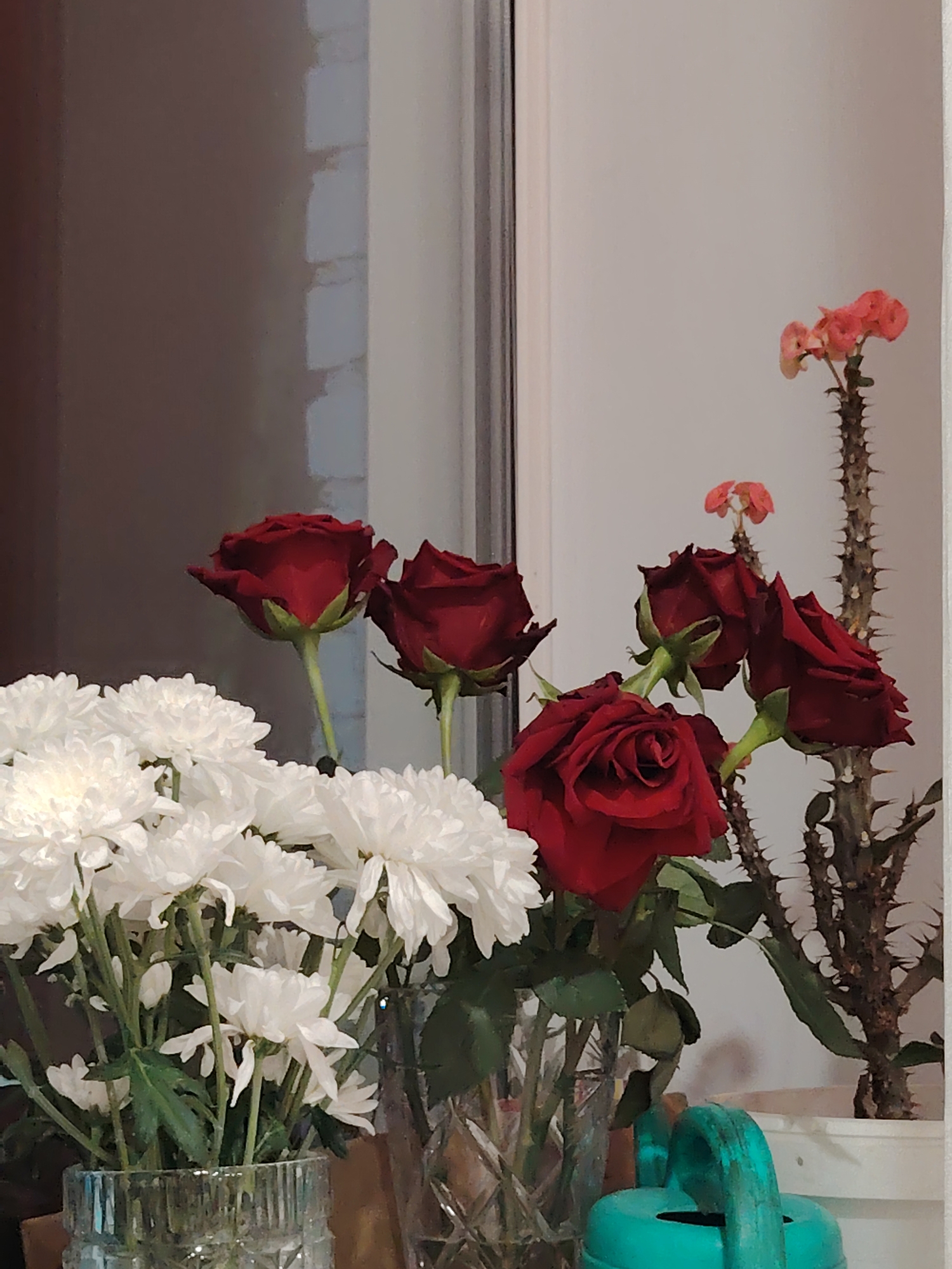 The image displays a still life arrangement of flowers and a potted plant, predominantly featuring red and white hues, set indoors.
In the foreground, to the left, is a vibrant bouquet of white chrysanthemums, densely packed and filling a clear, patterned glass vase. Their numerous petals create a soft, clustered texture. Adjacent to these, to the right, a collection of deep red roses stands in another clear glass vase, their petals unfurling in various stages. Five distinct rose blossoms are visible, with their green stems and leaves contrasting against the red.
Further to the right, a thorny plant, likely a Crown of Thorns (Euphorbia milii), rises vertically, characterized by its spiky stem and small, coral-pinkish flowers at the top and near the middle. Part of a turquoise object, possibly a watering can with a distinctive handle and spout, is visible in the bottom right corner, suggesting gardening or plant care.
The background on the right side of the image is a plain, light-colored wall or window frame, providing a neutral backdrop for the plants. On the left side, the background is darker and appears to be a wall or perhaps a reflection, with a narrow vertical strip featuring lighter, rectangular blocks or textured elements, possibly indicating a partition or a window frame detail. The lighting suggests an indoor setting during daylight hours, though the specific time is not clear. There is no visible text or human activity.