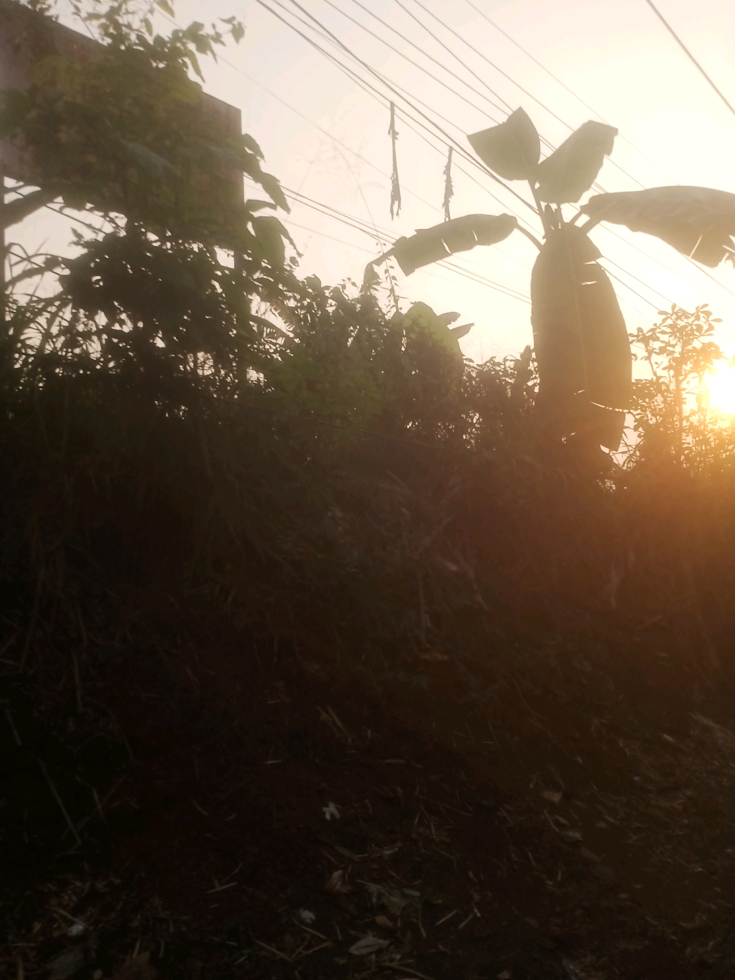 The image depicts an outdoor scene during what appears to be sunrise or sunset. In the foreground, a dark, overgrown area with dry vegetation and dirt is visible. In the midground and background, lush green foliage and trees are present. A banana tree, with its characteristic large leaves, stands out against the sky. Power lines crisscross the upper portion of the image, silhouetted against a bright, hazy sky. The sun is visible on the right side, casting a warm, golden glow that creates a backlit effect, obscuring finer details of the vegetation and landscape. The location is identified as Ciseeng, Indonesia.