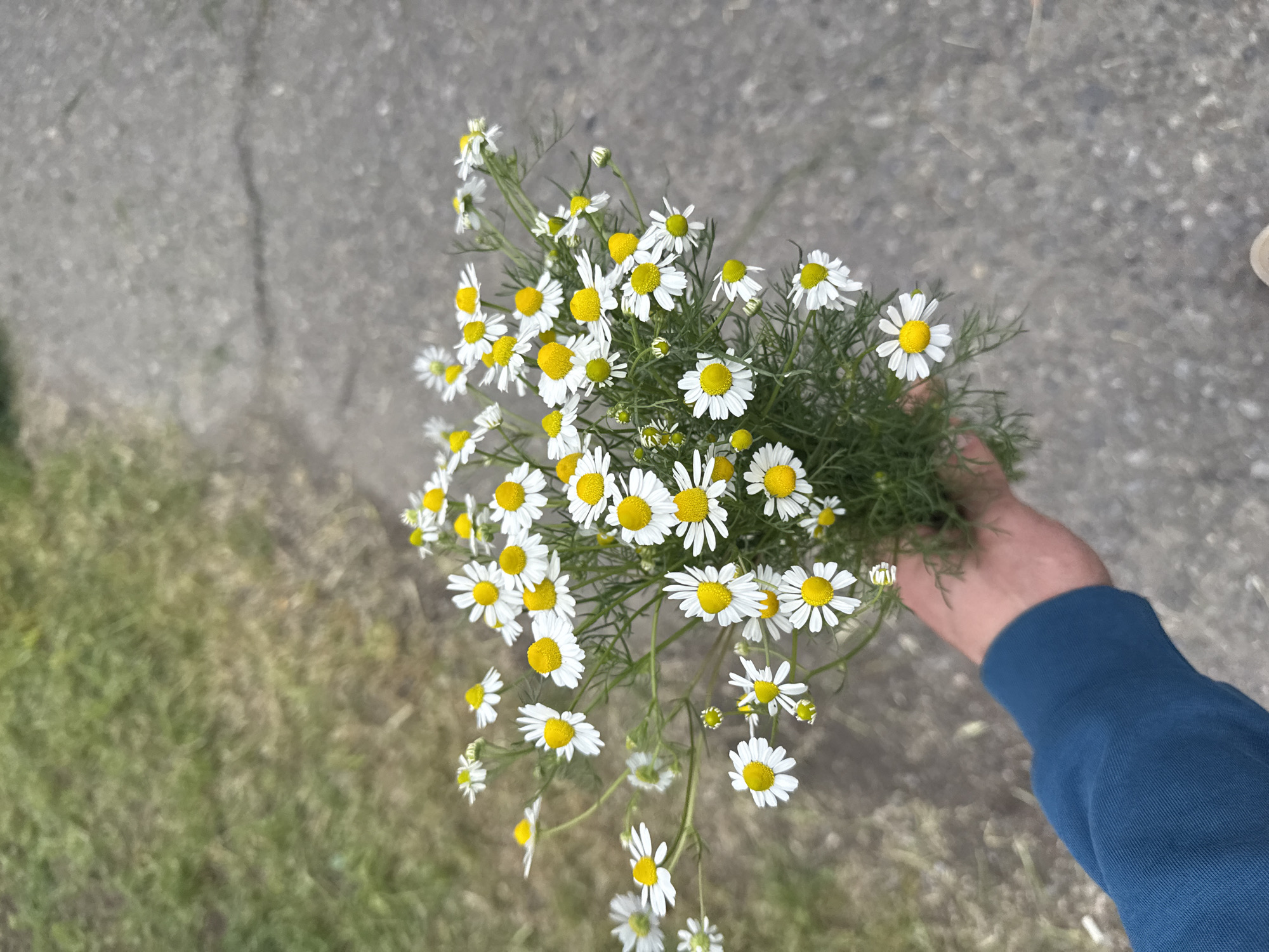 A hand in a blue long-sleeved shirt holds a bouquet of chamomile flowers. The flowers have white petals and yellow centers, with green stems and leaves. The background consists of a cracked asphalt surface and grassy areas. The location is unspecified, but the prompt includes a mention of Taganrog, Russia.