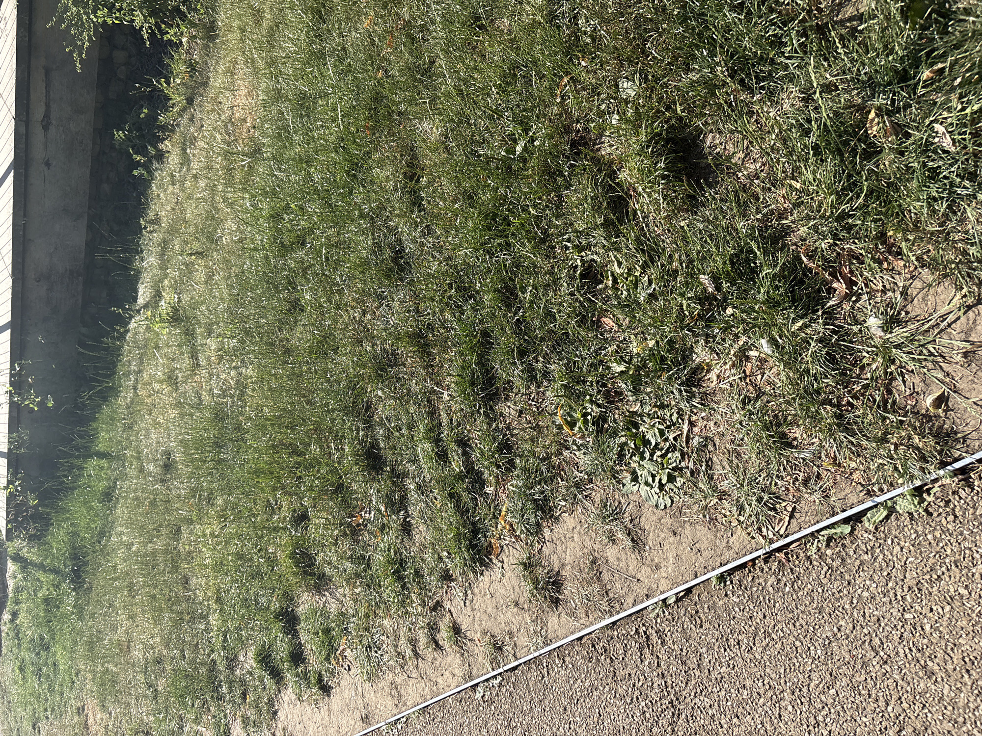 A long, thin, silver object, possibly a tape measure, lies diagonally across a gravel path and a patch of grass. The gravel path occupies the left side of the image, while the grass, interspersed with some dry leaves and patches of bare earth, fills the right side. In the upper right portion of the image, a wooden structure with a concrete base is visible, partially shaded by trees or vegetation. The sun is casting shadows, indicating it is daytime. The scene appears to be an outdoor area, possibly a park or yard, with a distinct edge between the path and the grassy area.