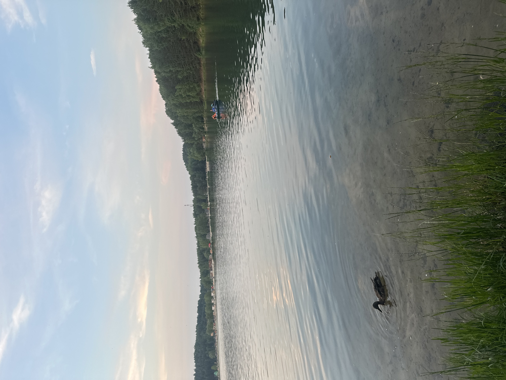 This is a serene, eye-level outdoor photograph of the Lytkarino Nature Reserve in Lytkarino, Russia, during what appears to be late afternoon or early evening. The scene is dominated by a calm body of water, likely a lake, with gentle ripples reflecting the soft, pastel-colored sky. The sky is a blend of pale blue and light pink, with wispy clouds scattered across it.
In the foreground, tall green grass grows along the edge of the water, partially obscuring the view of the lakebed beneath the shallow water. A single duck, its plumage a mix of brown and black, swims calmly in the clear water, leaving a small trail of ripples.
Further out on the lake, a small, dark-colored boat is visible with at least two people wearing life vests, suggesting recreational activity. The opposite shore of the lake is lined with a dense forest of green trees, extending as far as the eye can see. In the distance, along the tree line, there are indications of human activity, possibly a beach or recreational area, with small structures and what appear to be tents or umbrellas. A tall, slender structure, resembling a communication tower, is also visible on the distant treeline. The overall impression is one of peaceful natural beauty with a hint of human presence.