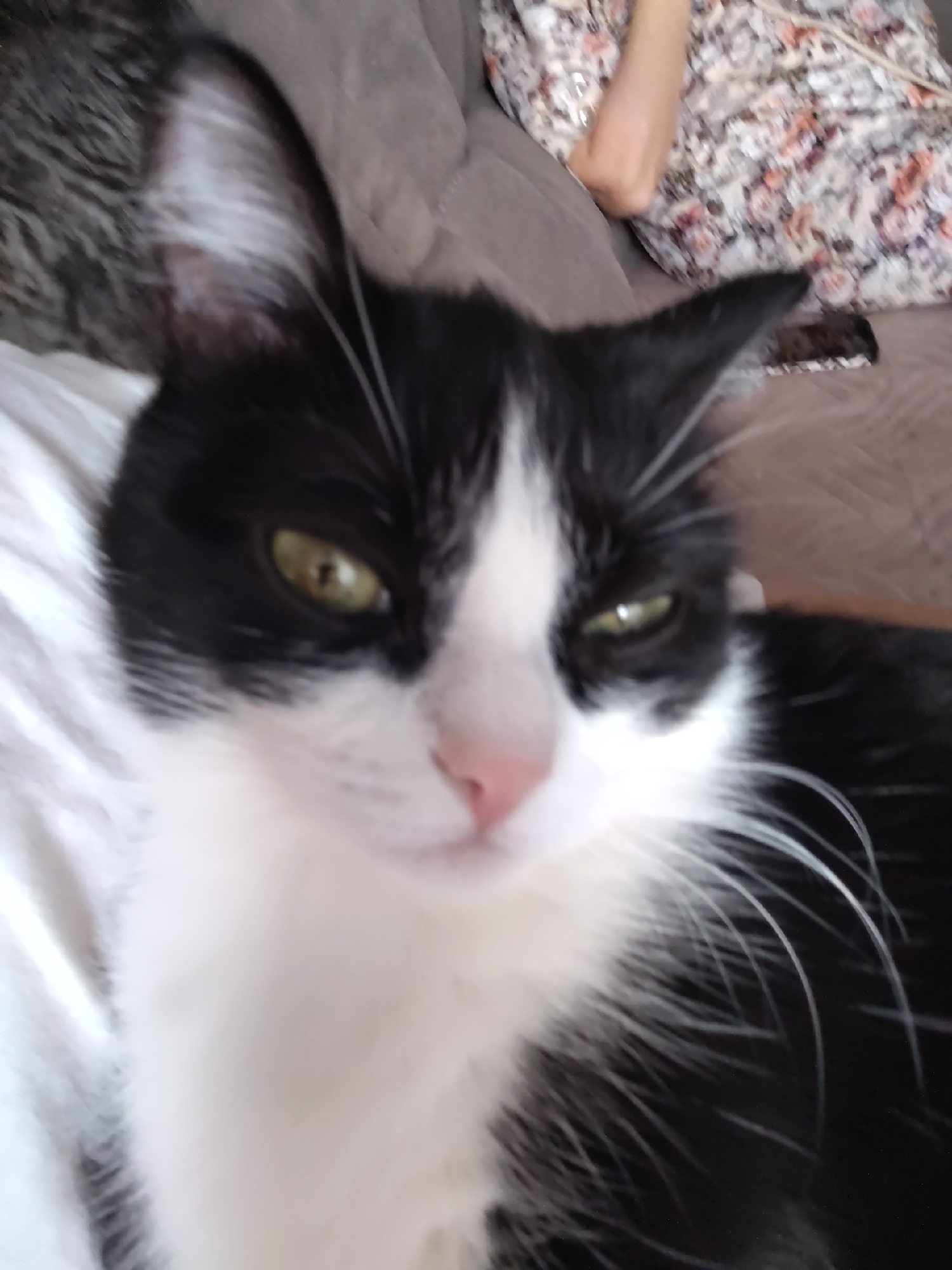 A close-up photograph shows a black and white cat with green eyes. The cat's face is predominantly white, with black markings on its head, ears, and body. The cat has a pink nose and long white whiskers. The background includes a couch with a patterned garment visible.