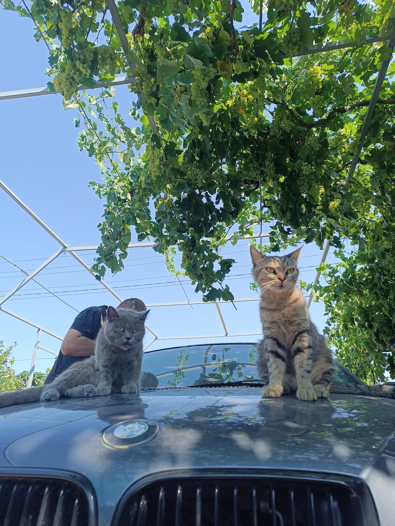 Two cats sit on the hood of a dark-colored car. The cat on the left is a fluffy gray British Shorthair, and the cat on the right is a tabby with stripes. Behind the cats, a person wearing a dark shirt is partially visible, bending over the car. The car is parked outdoors under a canopy of grapevines, with green grapes hanging from the vines. The sky is clear and blue. The scene appears to be in Vypasne, Ukraine, based on the provided information.