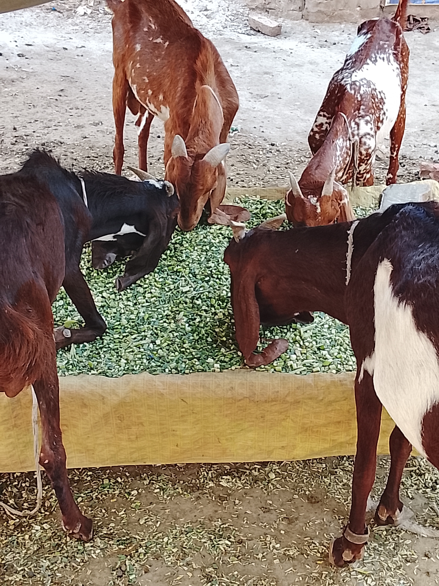 The image depicts a group of goats eating from a yellow trough filled with chopped green fodder. Five goats are partially visible, with a mix of brown, black, and white markings on their coats. Some goats have horns. The ground surrounding the trough is covered with scattered fodder remnants. The location appears to be a rural or agricultural setting. The city and specific location are unknown.