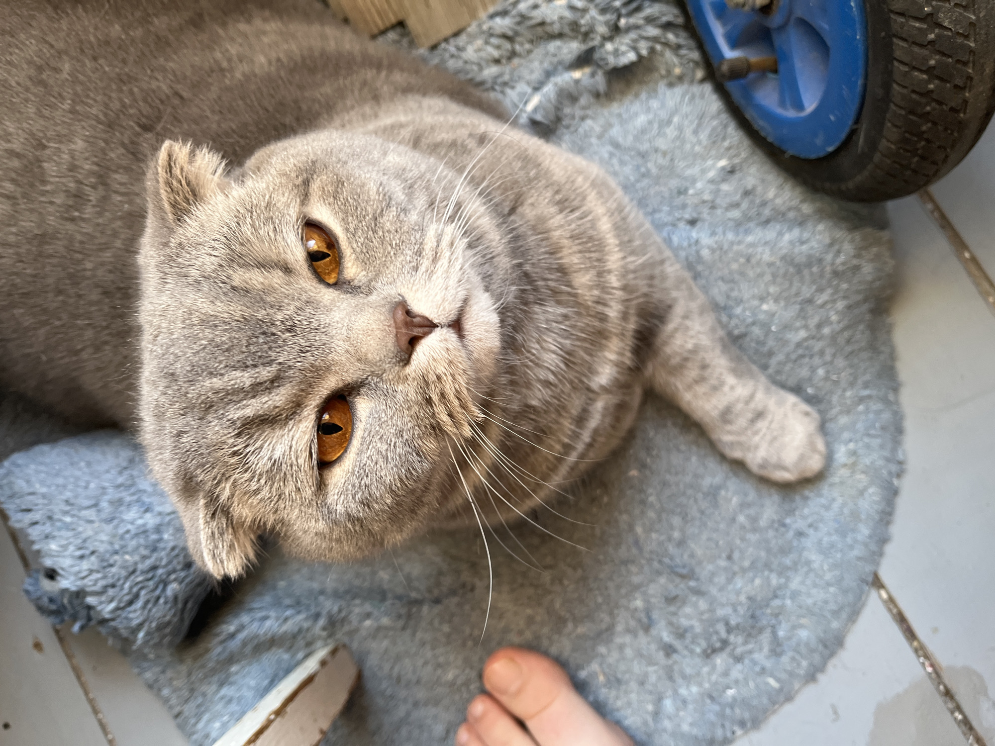 A grey Scottish Fold cat with amber eyes is lying on a grey rug indoors. A blue wheel is to the right of the cat. A human foot is visible in the bottom of the frame. There are no visible details indicating the location is Chaikovsky, Russia.