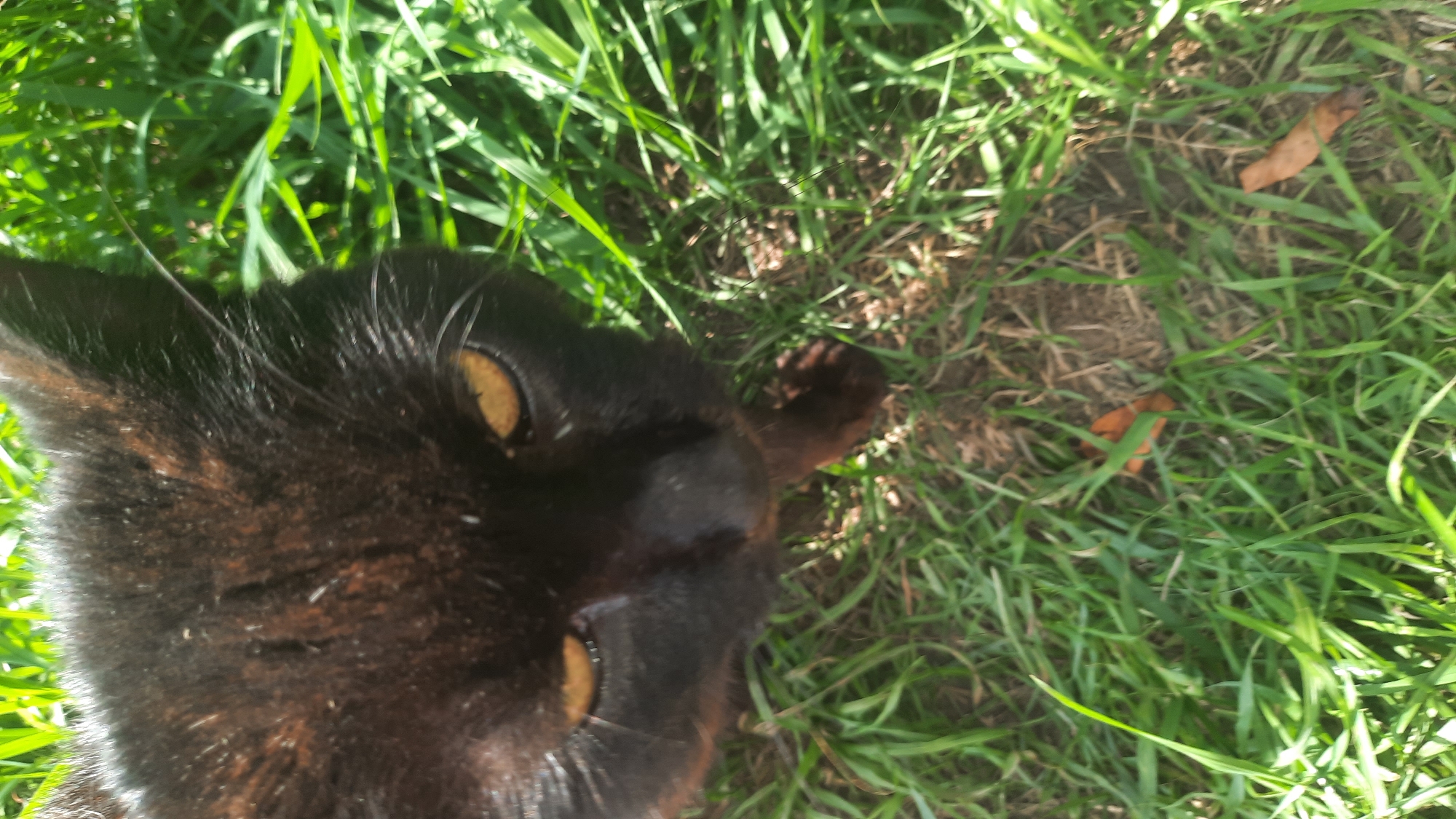 A close-up, high-angle shot shows the face and upper body of a black cat partially obscured by tall green grass. The cat's amber eyes are open and looking slightly upward. Its nose is dark and wet, and its whiskers are visible. Patches of brown fur are visible on its black coat, suggesting a tortoiseshell or tabby pattern. The cat appears to be lying down in the grass. The background consists of more green grass and some dry brown leaves scattered on the ground. The lighting suggests it is daytime, with sunlight filtering through the grass. The image appears to have been taken outdoors in a natural setting.