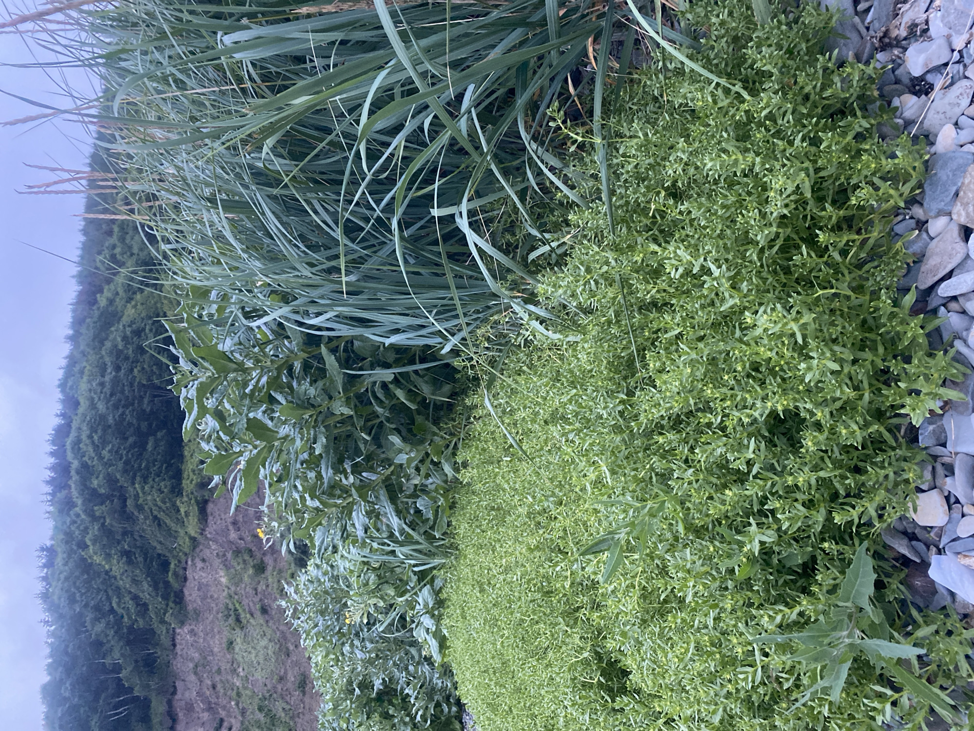 The image depicts a dense ground cover of small green plants with tiny yellow flowers, interspersed with larger leafy plants and tall grass. The foreground features smooth, gray and white pebbles, indicative of a beach or rocky shoreline. In the background, a steep, eroded hillside covered in vegetation slopes upwards towards a dense forest of mixed trees, with a cloudy, overcast sky overhead. The scene appears to be a natural, undeveloped area. Given the location of Korsakov, Russia, this is likely a coastal environment with local flora. No people or animals are visible in the image.