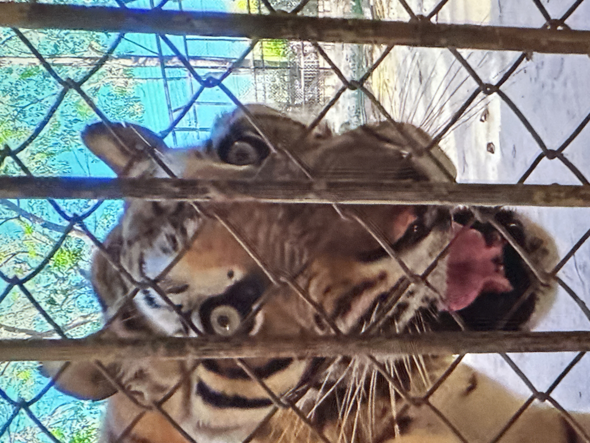 A tiger is visible behind a wire fence in a zoo enclosure. The tiger's face is close to the fence, with its eyes wide open and its tongue slightly visible. The background shows trees and a blue sky, suggesting an outdoor environment. The image is cropped to focus on the tiger's head and the fence. There is no information to suggest this image is related to Tallinn, Estonia.