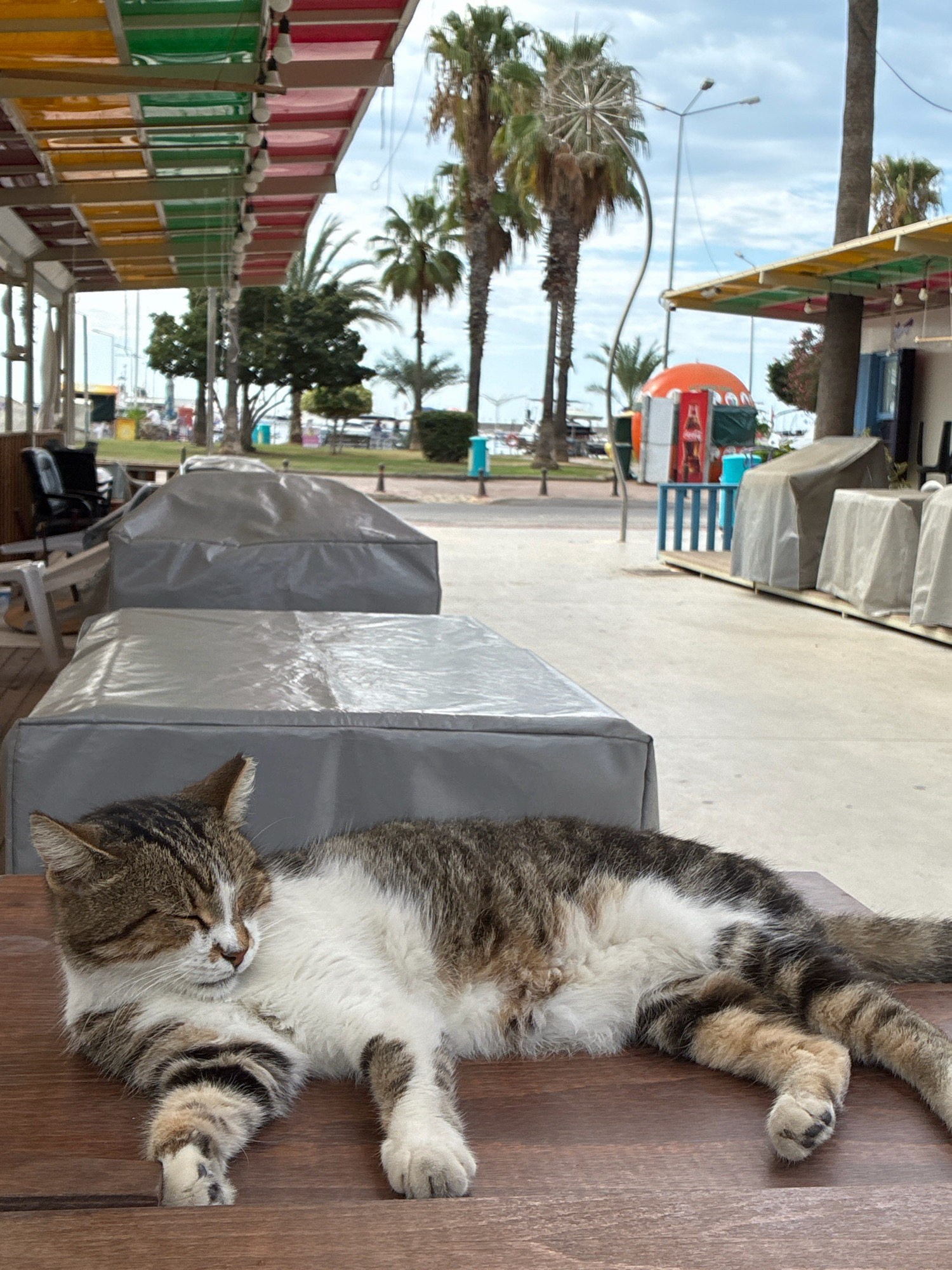 A tabby and white cat is sleeping on a wooden surface in Alanya, Turkey, likely on a boardwalk or outdoor seating area near the beach. The cat is lying on its side with its eyes closed and paws relaxed. In the background, there are palm trees, a colorful awning over what appears to be a cafe or shop, and covered outdoor seating. The sky is overcast.