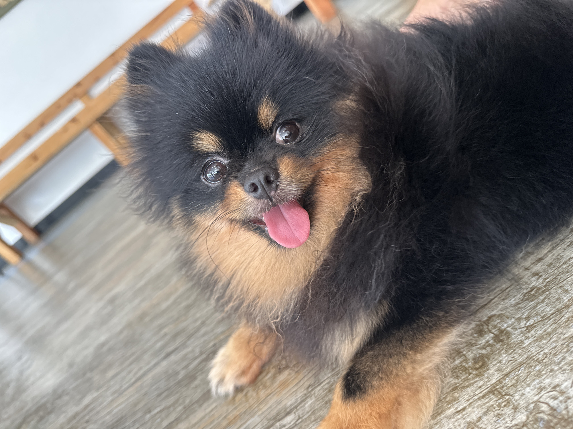 This media file is a close-up, eye-level shot of a small black and tan Pomeranian dog lying on a light gray wooden floor. The dog is the sole subject, looking directly at the camera with its pink tongue sticking out, conveying a playful and happy emotion. Its fur is fluffy and appears soft, with distinct black and tan markings on its face and body. The background is blurred, showing hints of light-colored furniture, possibly a table and chairs, suggesting an indoor setting. The lighting appears to be natural, possibly from a window, indicating daytime. There are no visible people or text in the image. The overall impression is of a relaxed and adorable pet in a domestic environment.