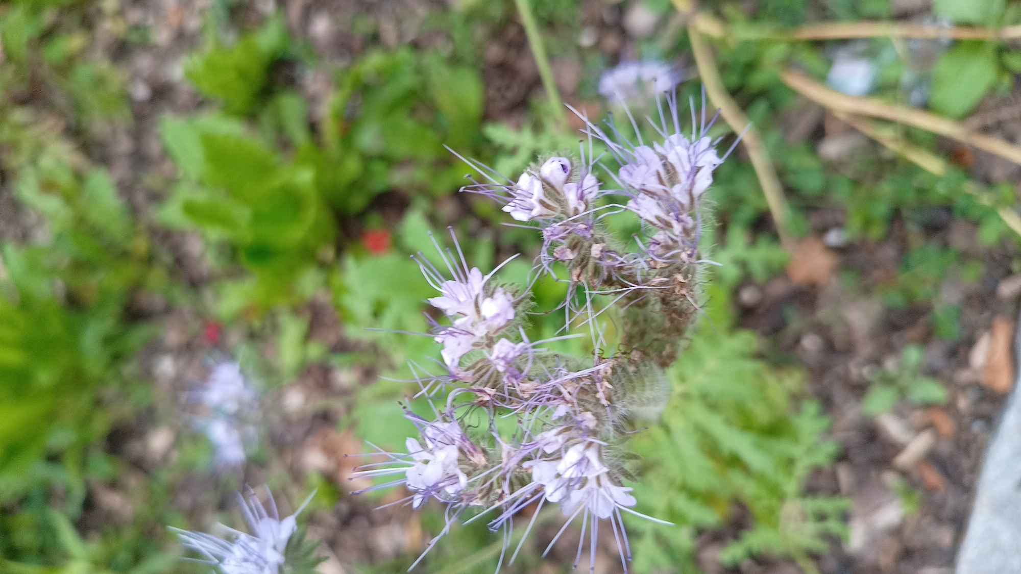 The image shows a close-up of a cluster of pale purple flowers with delicate, thread-like stamens, possibly Phacelia, growing amongst green foliage. The background is blurred, showing more greenery and the earthy ground with scattered leaves and small stones. The scene appears to be an outdoor natural setting, potentially a garden or park. The specific location in Unterhaching, Germany, is not discernable from the visual information in the image. There are no people or discernible actions occurring.