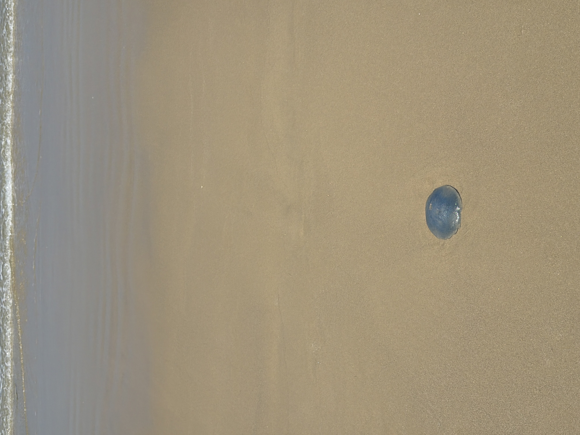 The image shows a beach scene with a single blue jellyfish resting on the sand. The beach appears relatively empty. The sand is light brown, and to the left of the frame, the edge of the sea is visible with small waves breaking. Given the location in Tel-Aviv, Israel, the scene suggests a typical Mediterranean beach environment. No people are visible in the shot.