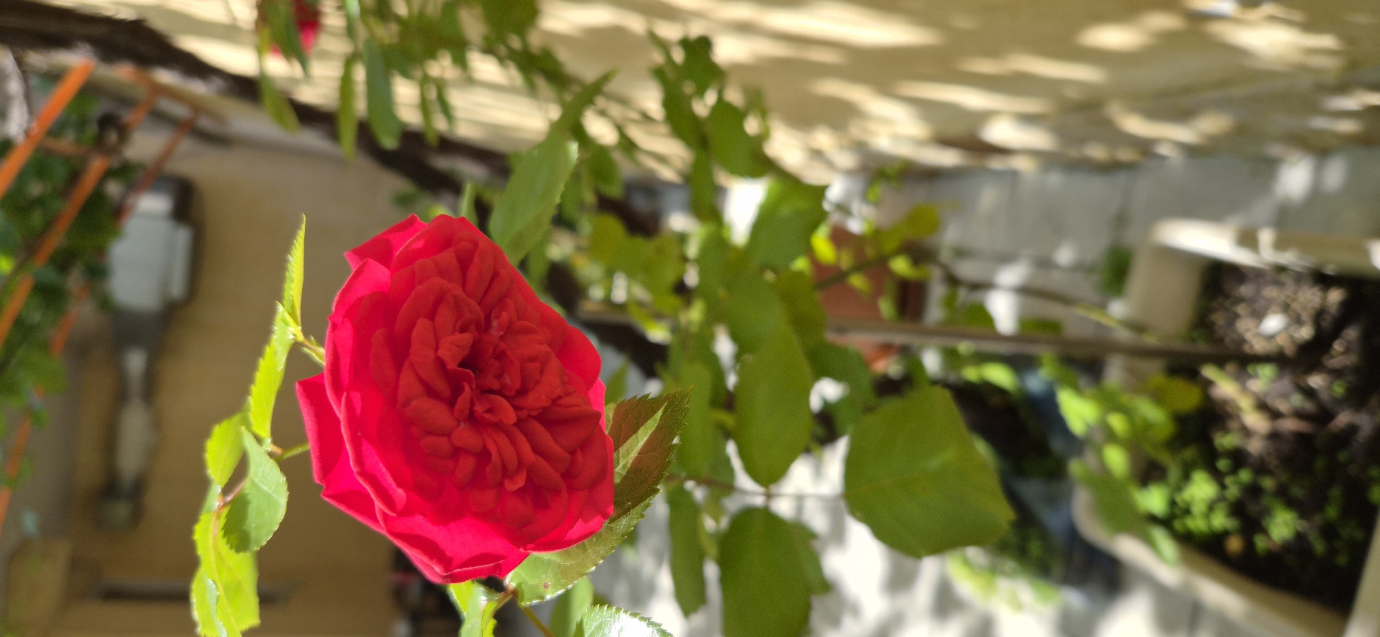 This image is a close-up, upward-angled shot of a vibrant red rose in bloom, dominating the foreground. The rose is rich in color with discernible petals, some catching the light brightly while others are in soft shadow, creating depth. It is surrounded by lush green leaves, some appearing lighter and more translucent from direct sunlight.
The background is intentionally blurred, highlighting the rose as the main subject. Visible through the blur are elements suggesting an outdoor, sunlit setting. To the left and behind the rose, a blurry orange-colored vertical structure can be seen, possibly a plant support or part of a railing. In the midground and background, a light-colored wall or surface is visible, covered in distinct, dappled shadows cast by overhead foliage or a nearby structure, indicating bright daylight. Towards the lower right, a planter or pot containing dark soil and small green sprouts is vaguely visible. The overall scene suggests a sunny day in an outdoor garden, balcony, or patio environment. There are no people, animals, or visible text present.