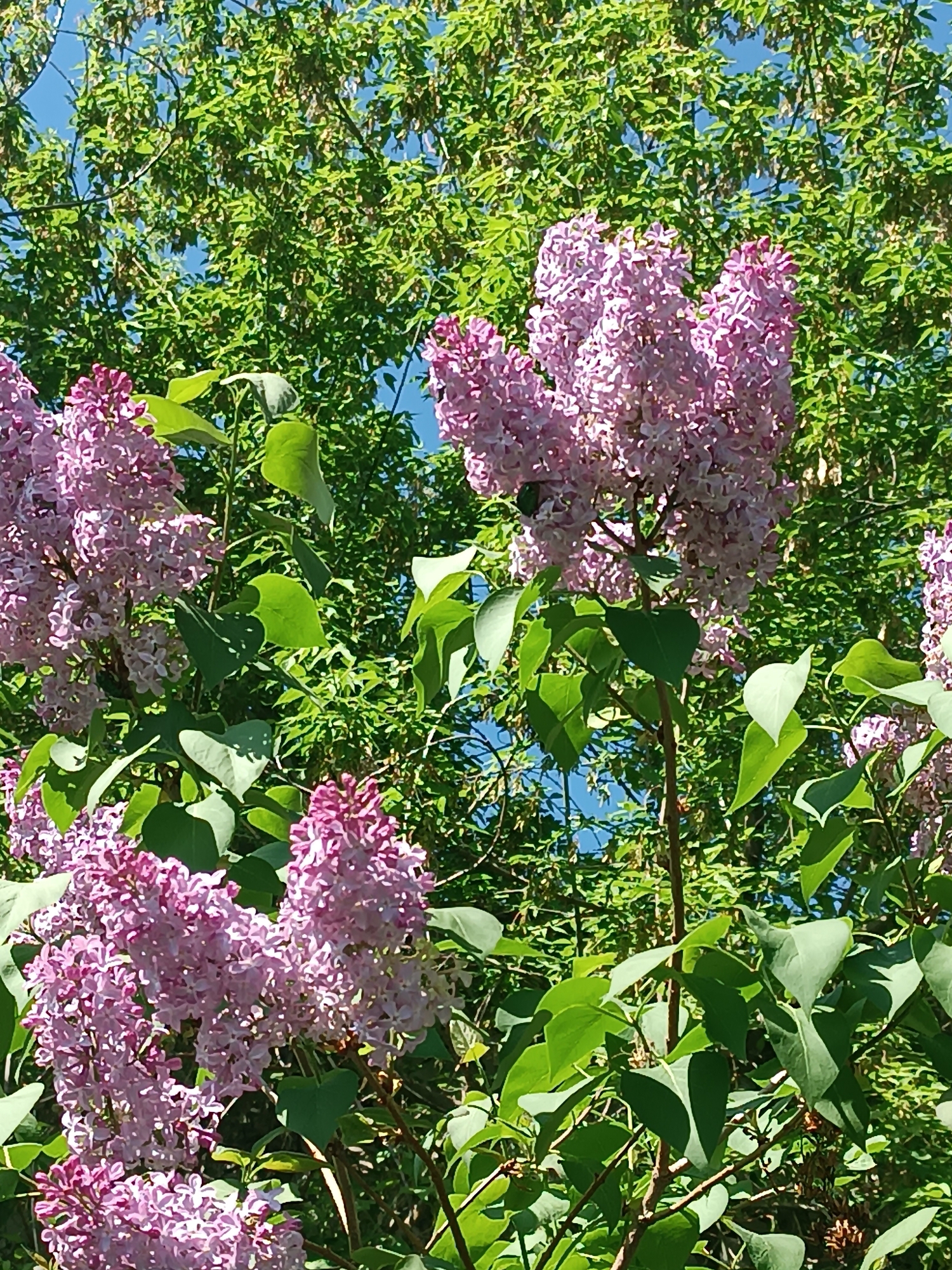 The image shows clusters of lilac flowers in bloom, with shades of purple and pink. The flowers are interspersed with green leaves. In the background, there are green trees and a glimpse of a blue sky. It is difficult to definitively confirm the location as Chaikovsky, Russia, without more information. The scene depicts a natural setting with flowering lilacs.