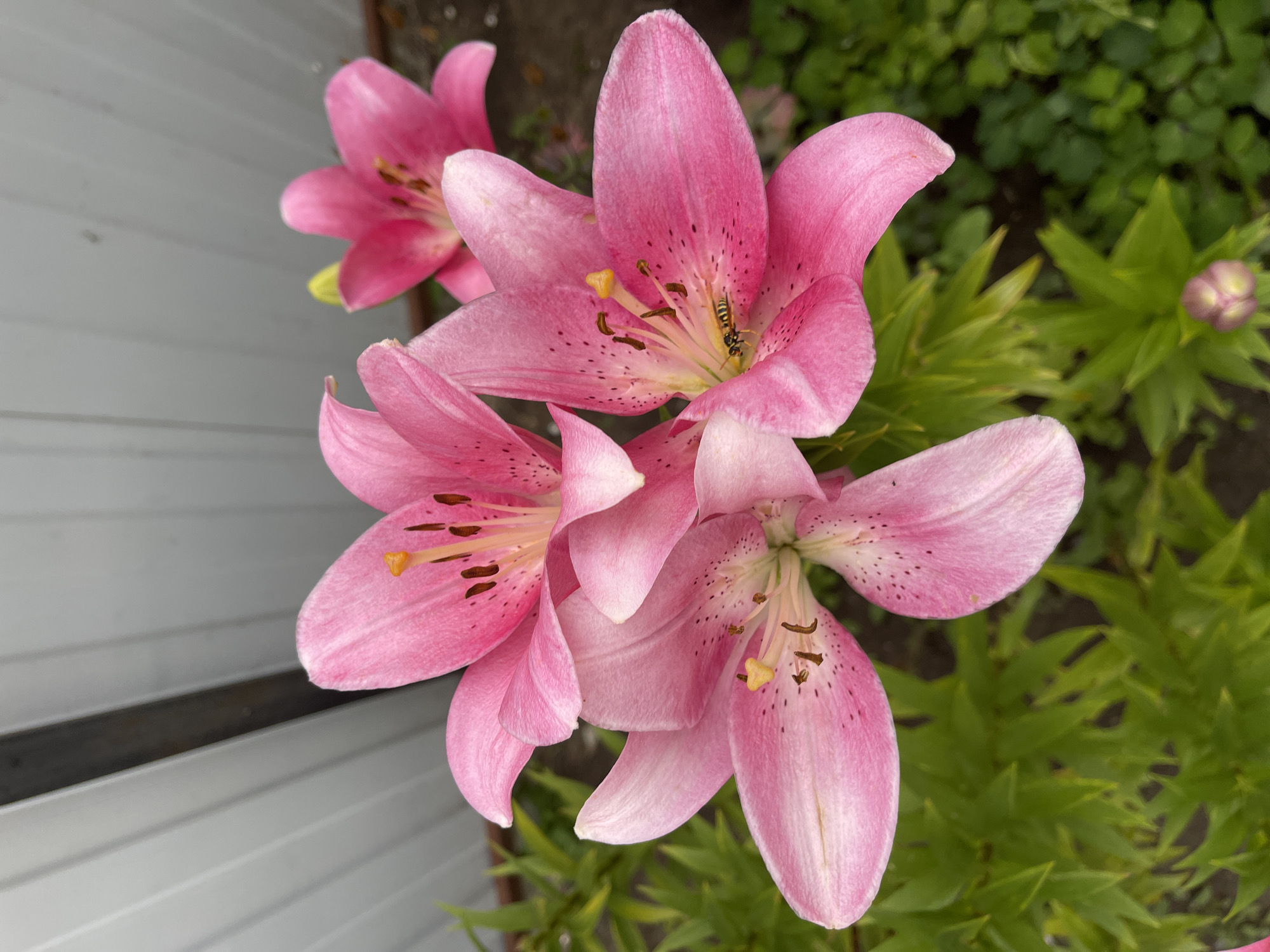 A close-up shot captures a cluster of three vibrant pink lilies in full bloom. Their delicate petals are speckled with dark spots, and the stamens, tipped with yellow pollen, add a touch of contrast. One of the lilies has a wasp nestled within its center, its black and yellow stripes clearly visible. In the background, lush green foliage and a hint of a pink lily bud suggest a garden setting. To the left of the flowers, a grey, slatted fence provides a man-made element to the natural scene. The lighting suggests it is daytime, and the overall mood is one of natural beauty and tranquil observation.