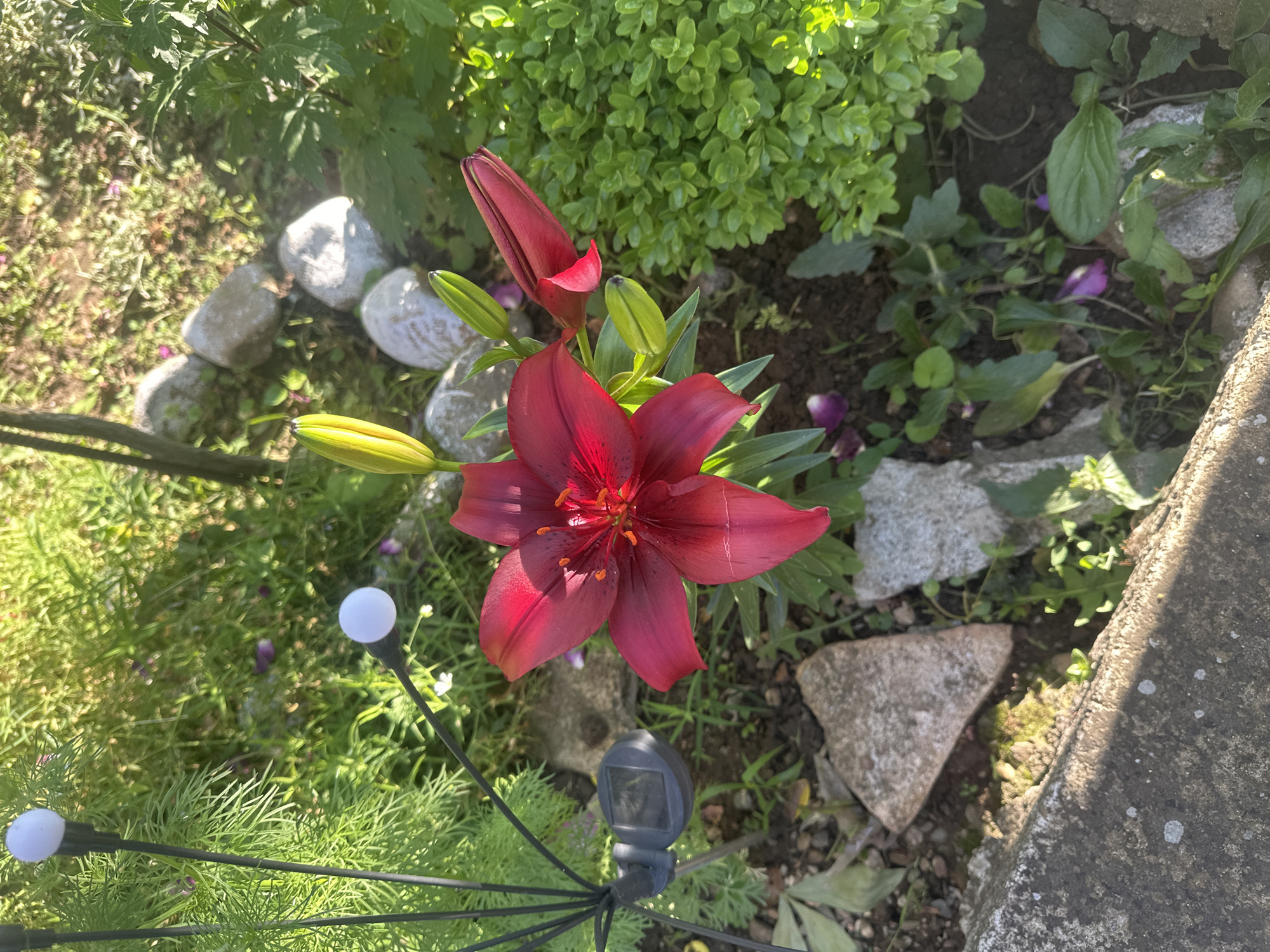 This is an overhead shot of a vibrant garden scene in Rogozen, Bulgaria, captured during daylight hours with bright sunshine casting distinct shadows. The primary subject is a striking dark red lily, prominently displayed in full bloom near the center of the frame. Surrounding the open lily are several unopen lily buds, promising more blooms.
The lily is nestled among a variety of green foliage. To the left, there's finer, grass-like greenery, while the upper right features a dense, light green shrub. Other broader-leafed plants and small purple flowers are visible in the background and between the rocks. Scattered across the scene are several light-colored, irregularly shaped rocks, appearing to be part of the garden landscaping.
Man-made elements include a concrete border running along the right edge of the image. Two small, spherical white garden lights on dark, slender stems are visible in the lower left, with a black solar panel for one of these lights also in the lower middle. The overall impression is one of a well-maintained garden bed. No discernible text is visible in the image.